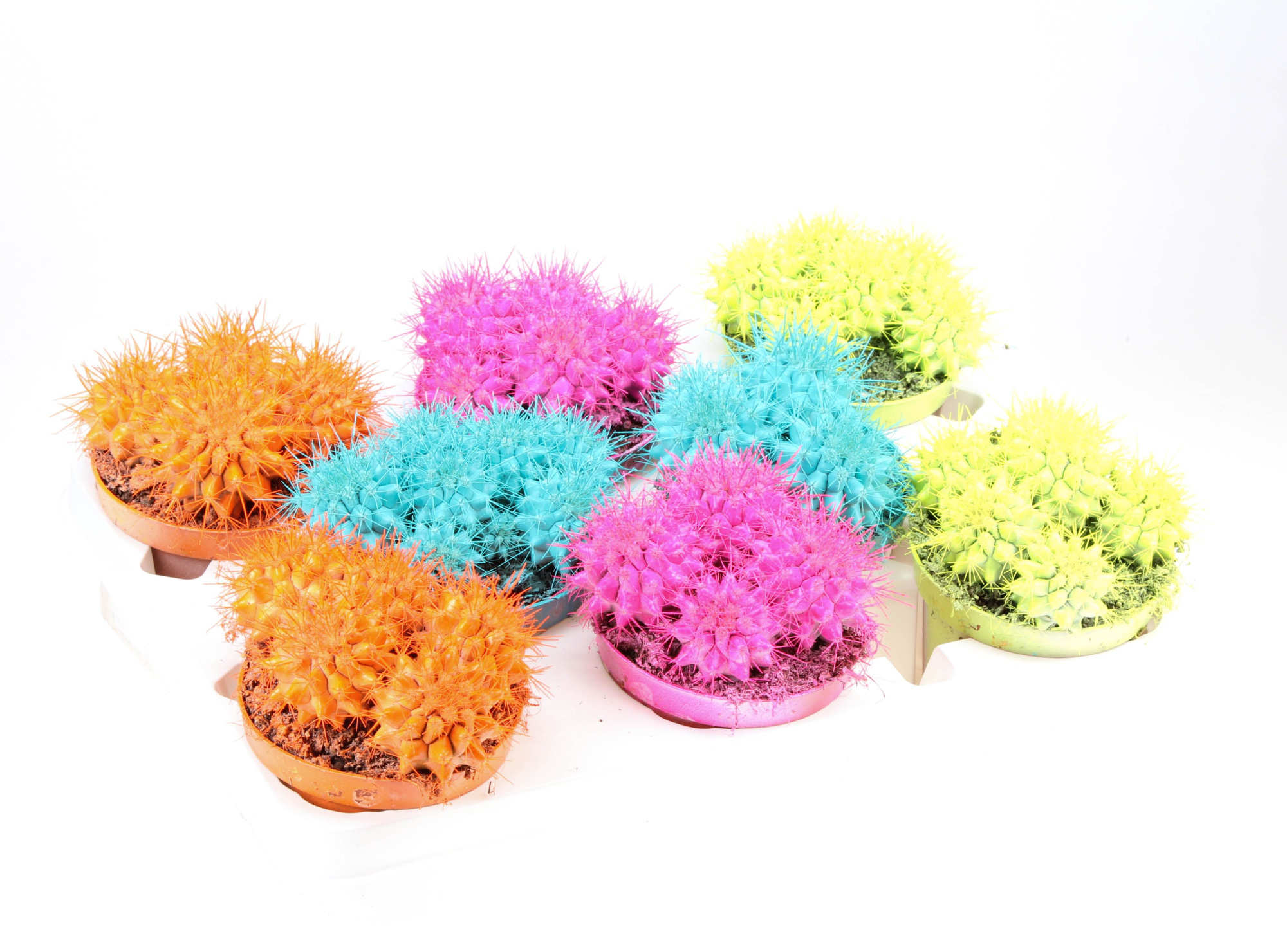 Grusonii Rainbow Dubbel Summer mix, D 10,5