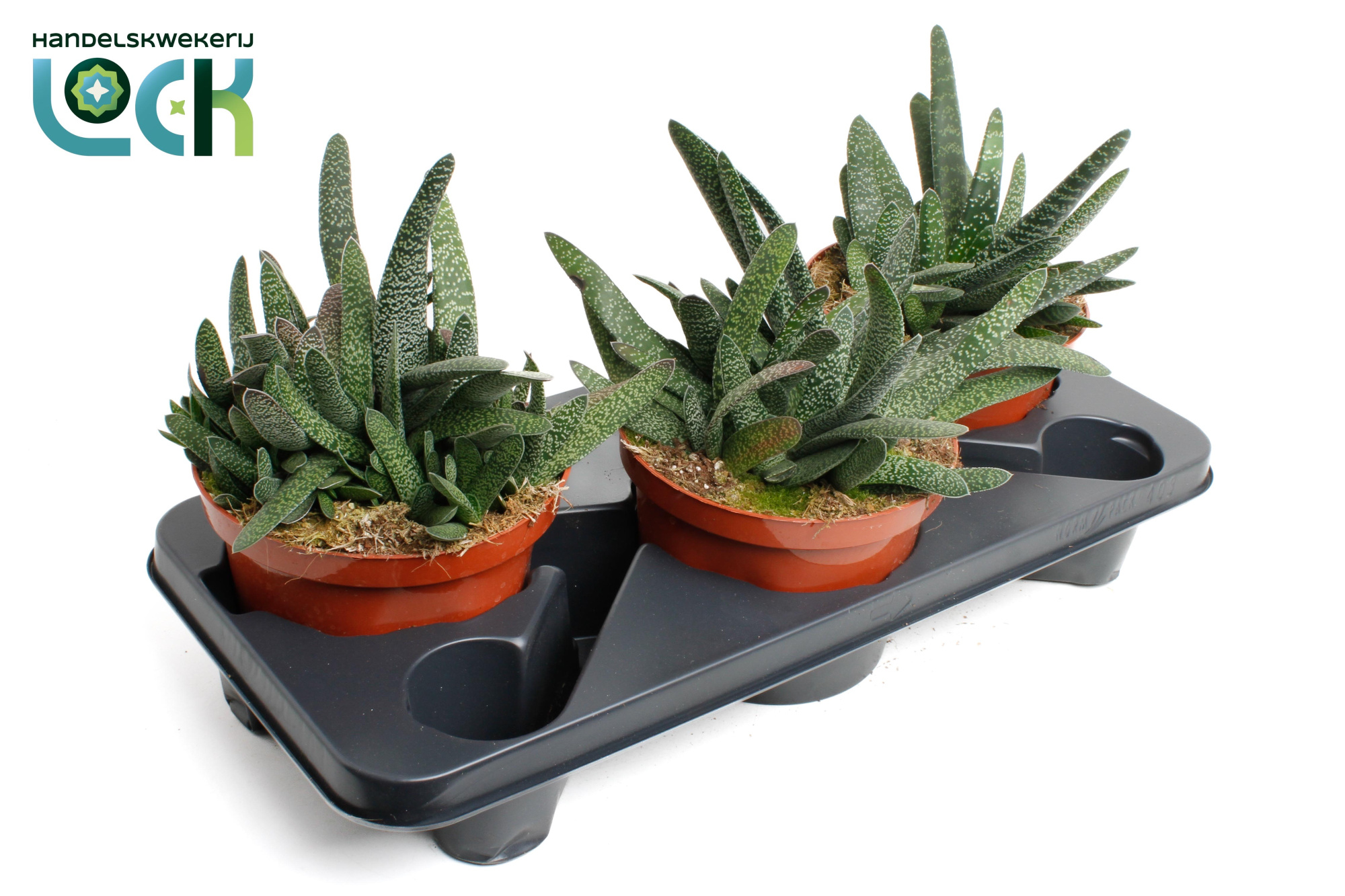 Gasteria minor, D 17