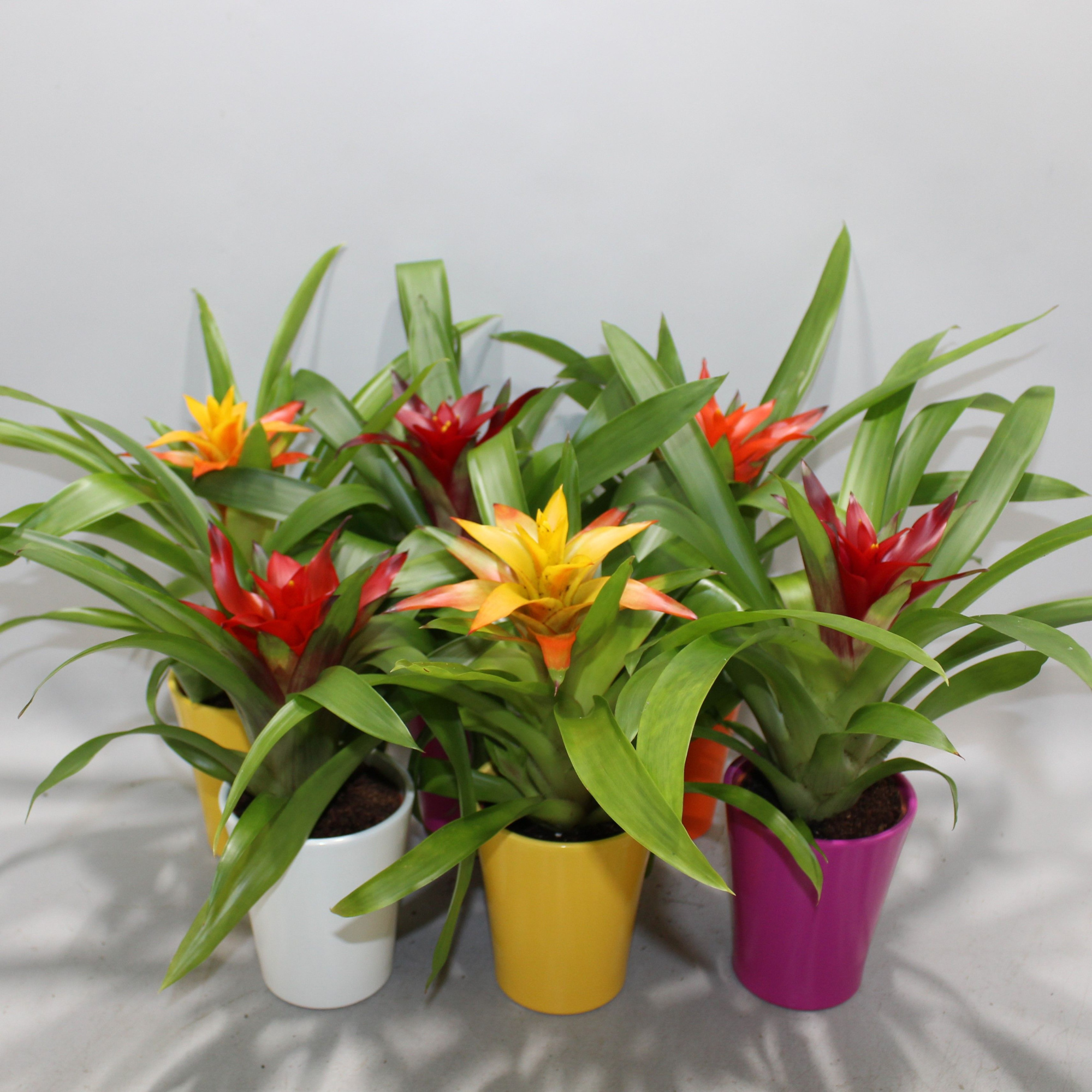 Guzmania Compact Gemengd Coco, D 9