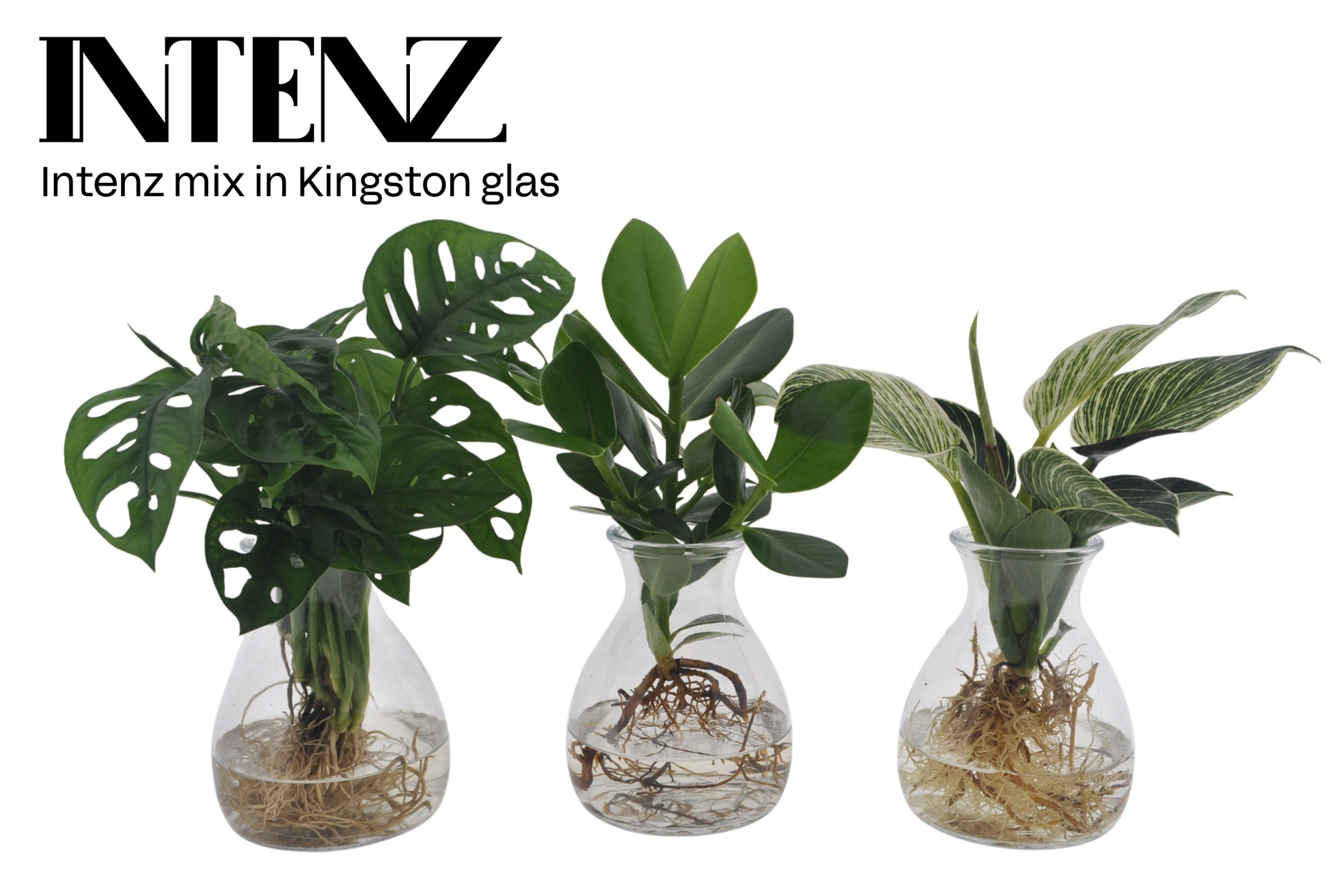 Intenz mix in Kingston glas - levertijd: 24 uur, D 12