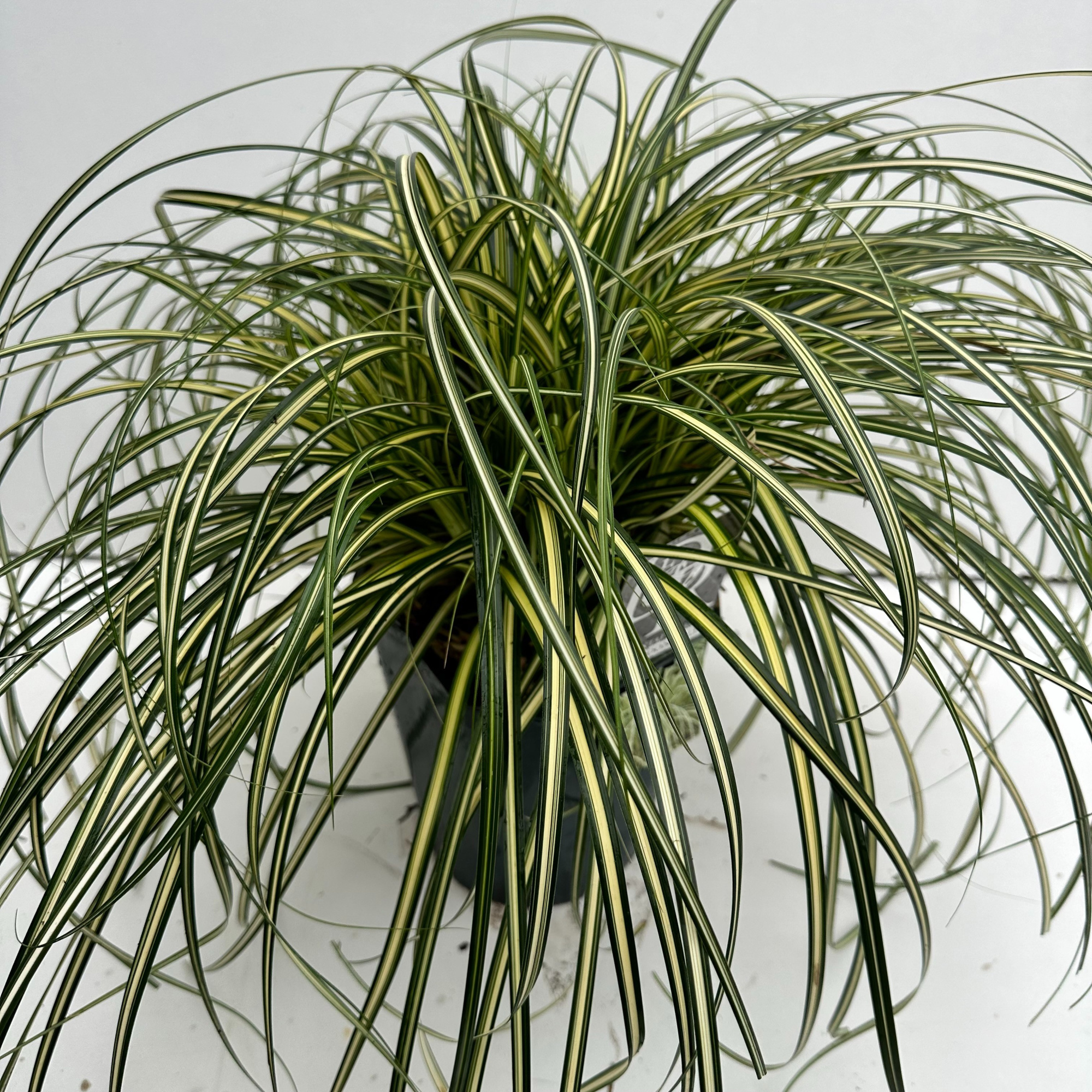 Carex 'Moon Falls', D 23