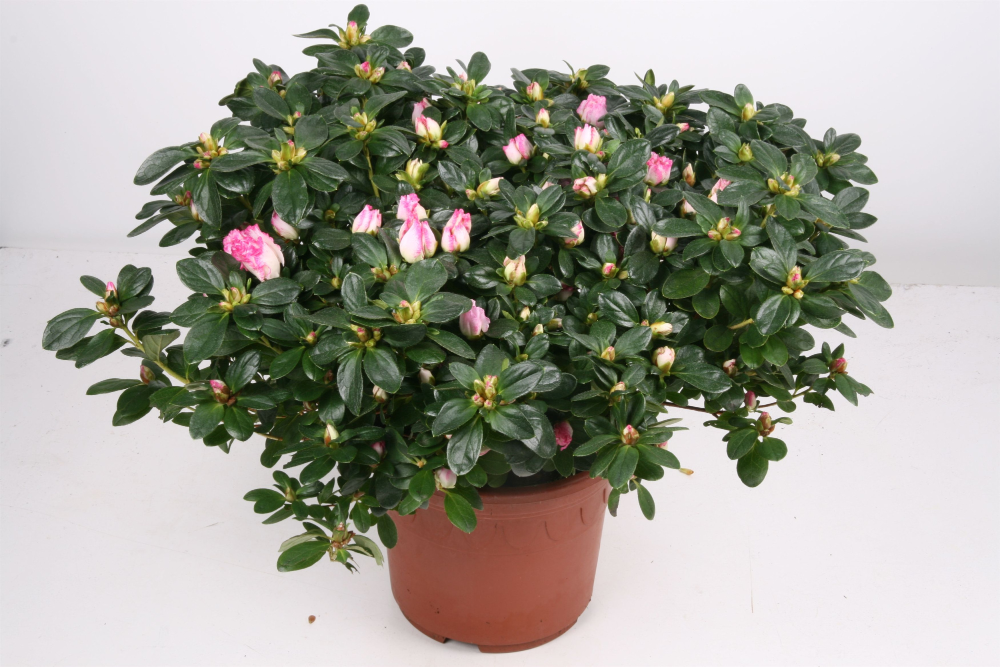 013 RD : Azalea P21 vogel mix kleuren, D 21