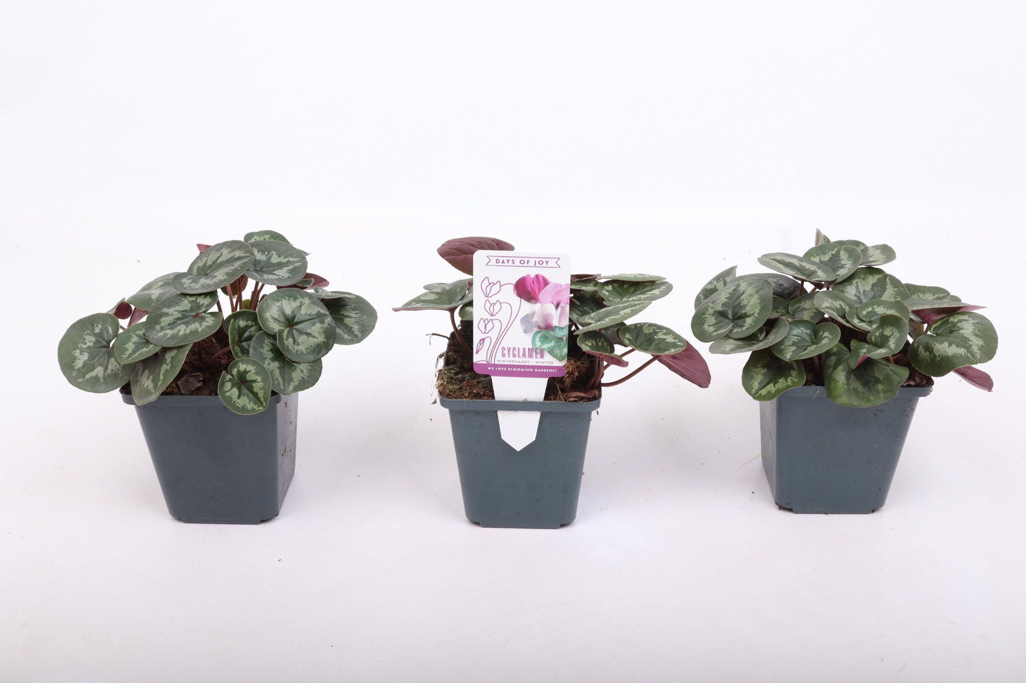 Cyclamen coum light rose 9 cm (bloeiend), D 9