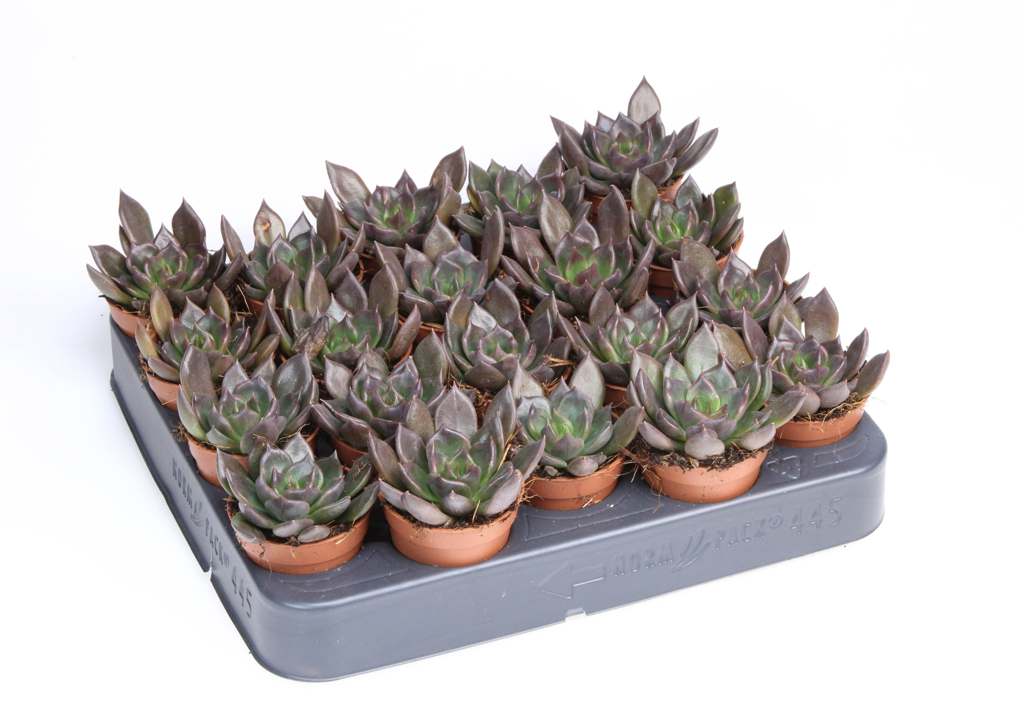 Echeveria black prince, D 5,5