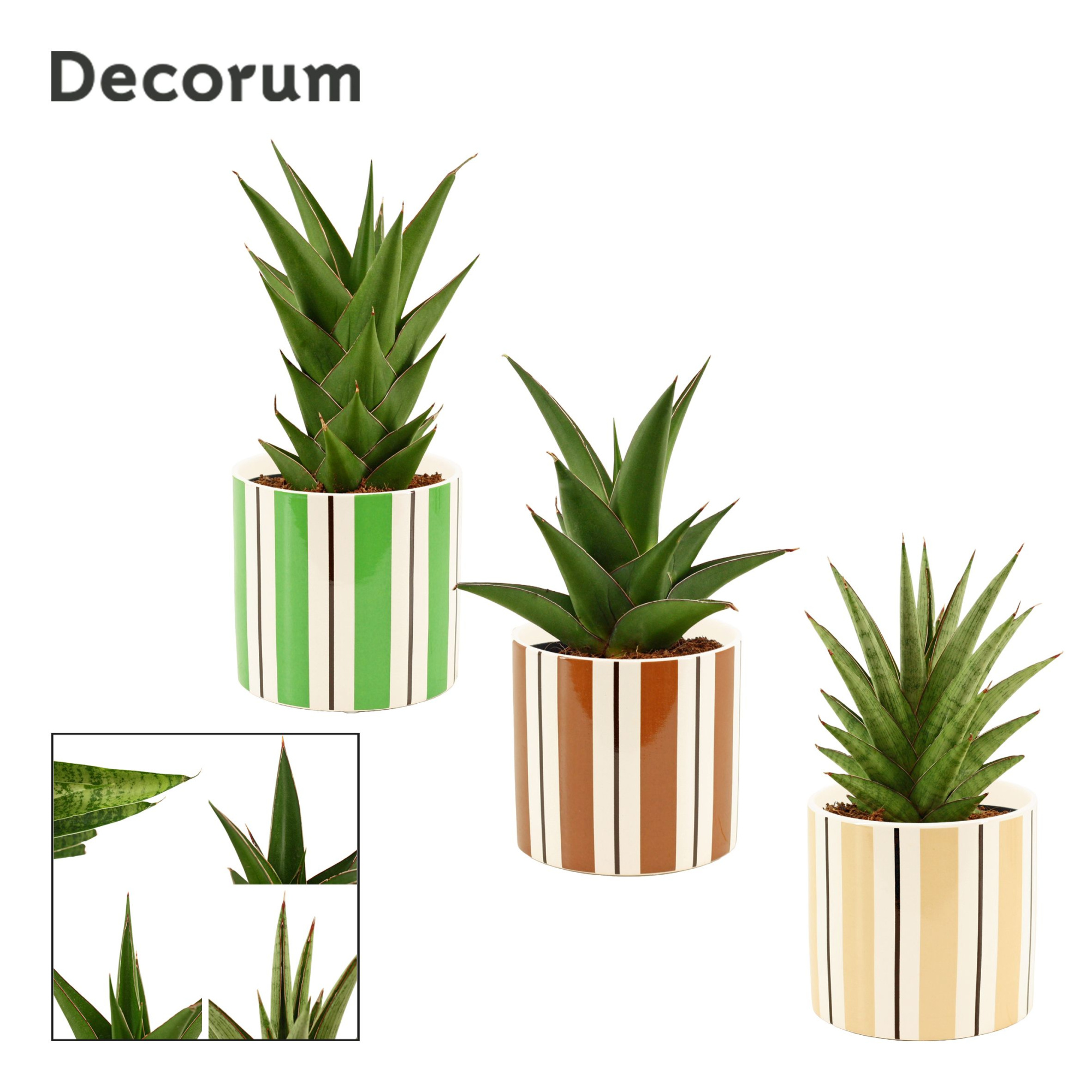 Sansevieria Crown Mix 12 cm in Beau (Natural bubble-collection), D 12
