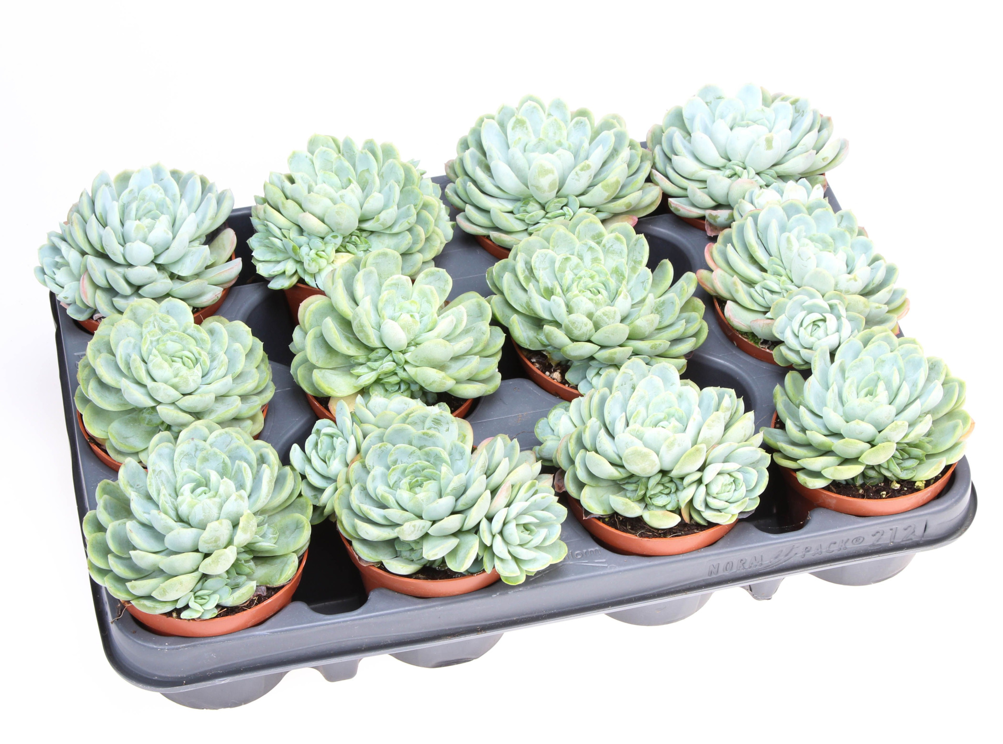 Echeveria elegans, D 8,5