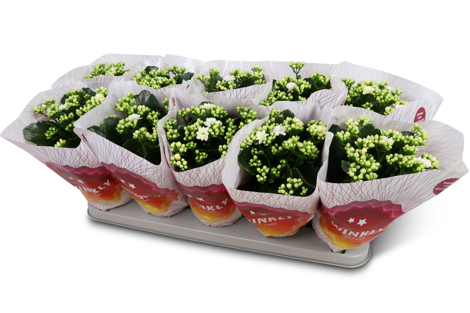 Kalanchoë Perfecta White Twinkly hoes, D 12