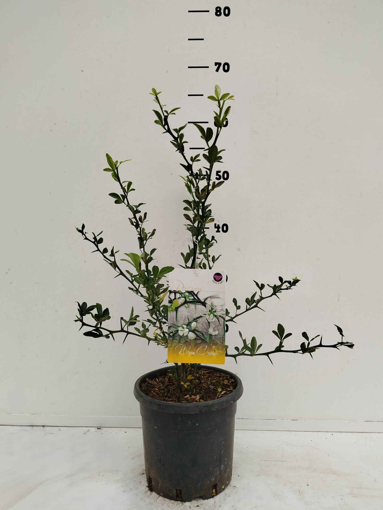 Poncirus trifoliata, D 19