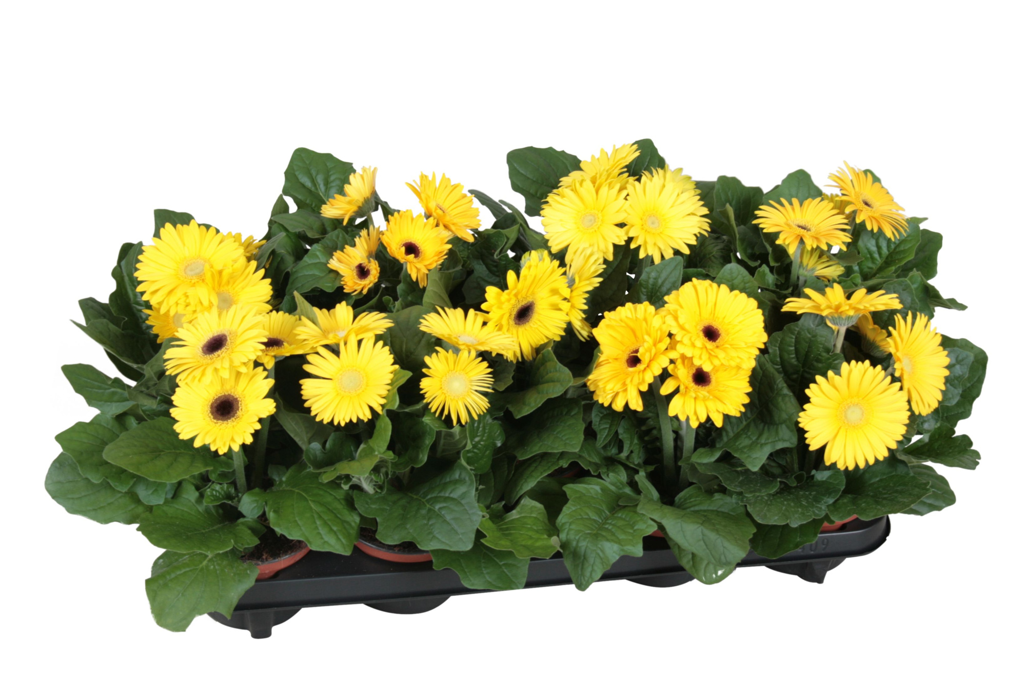 Gerbera belicht 2+bl 12cm excellent geel (diverse kleurtinten)., D 12