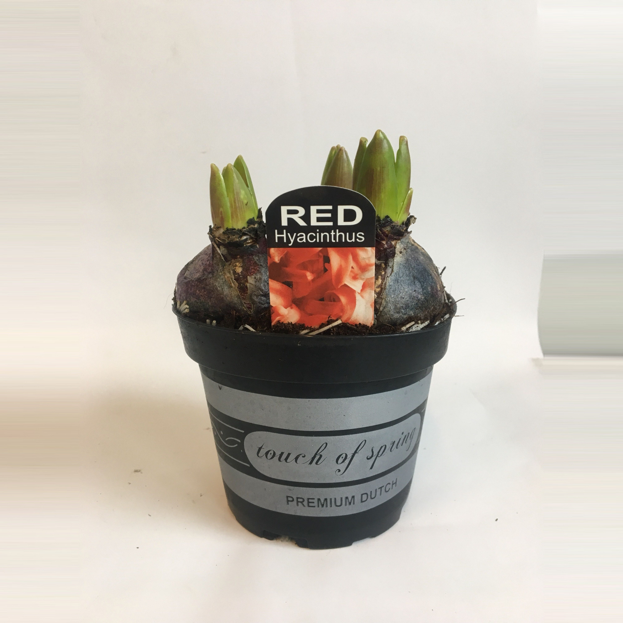 12 cm Hyacint Jan Bos, D 12