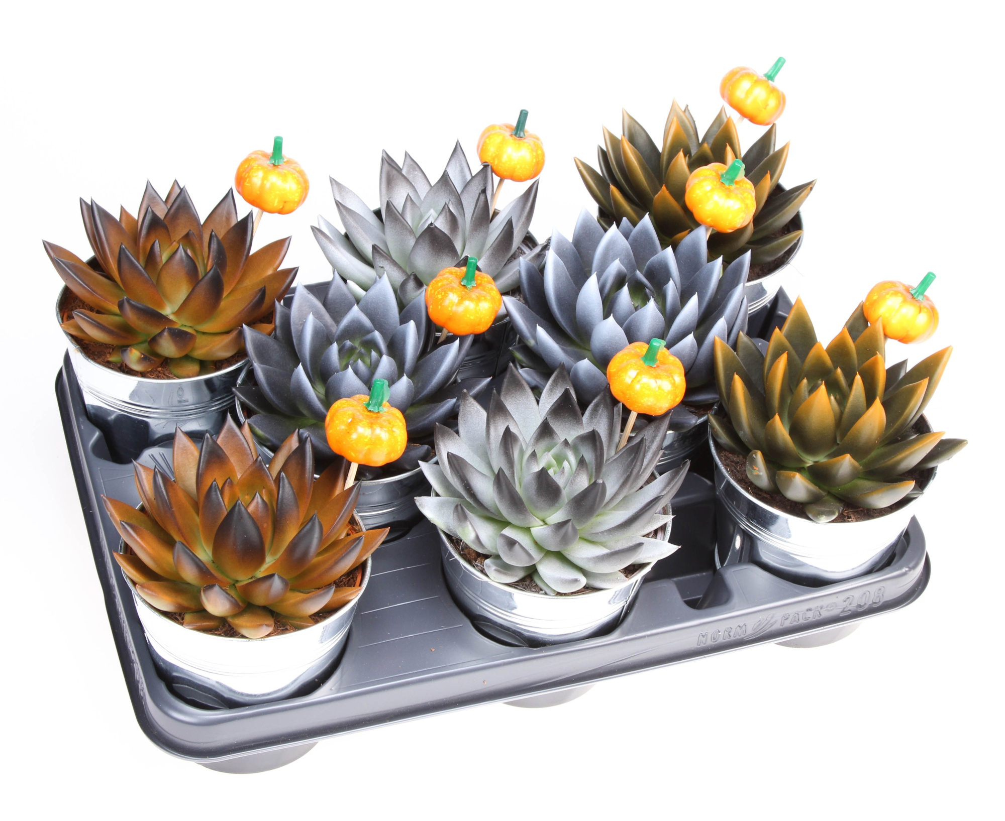 Halloween in zink + pompoen, D 12