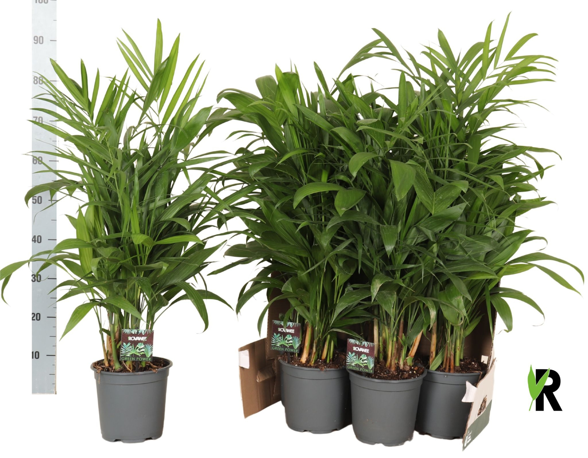 Chamaedorea Seifrizii in fust 352, D 19