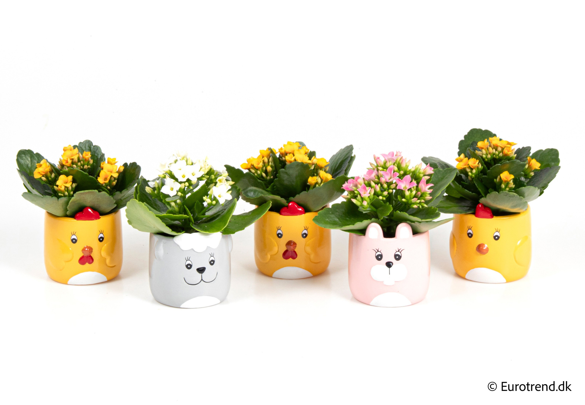 Kalanchoe in Easter ceramic 2026, D 6