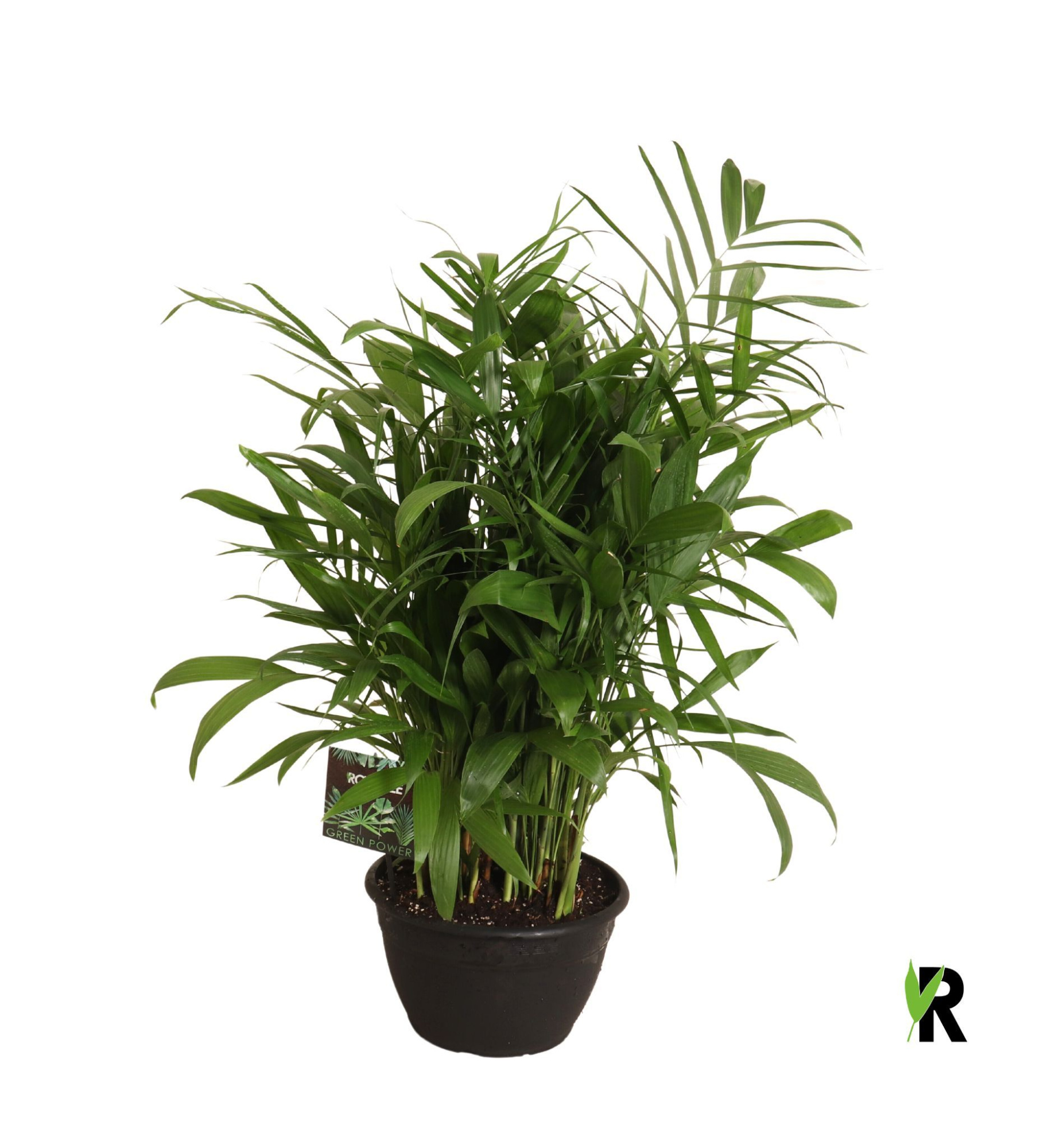 Chamaedorea Seifrizii toef in sierpot, D 30