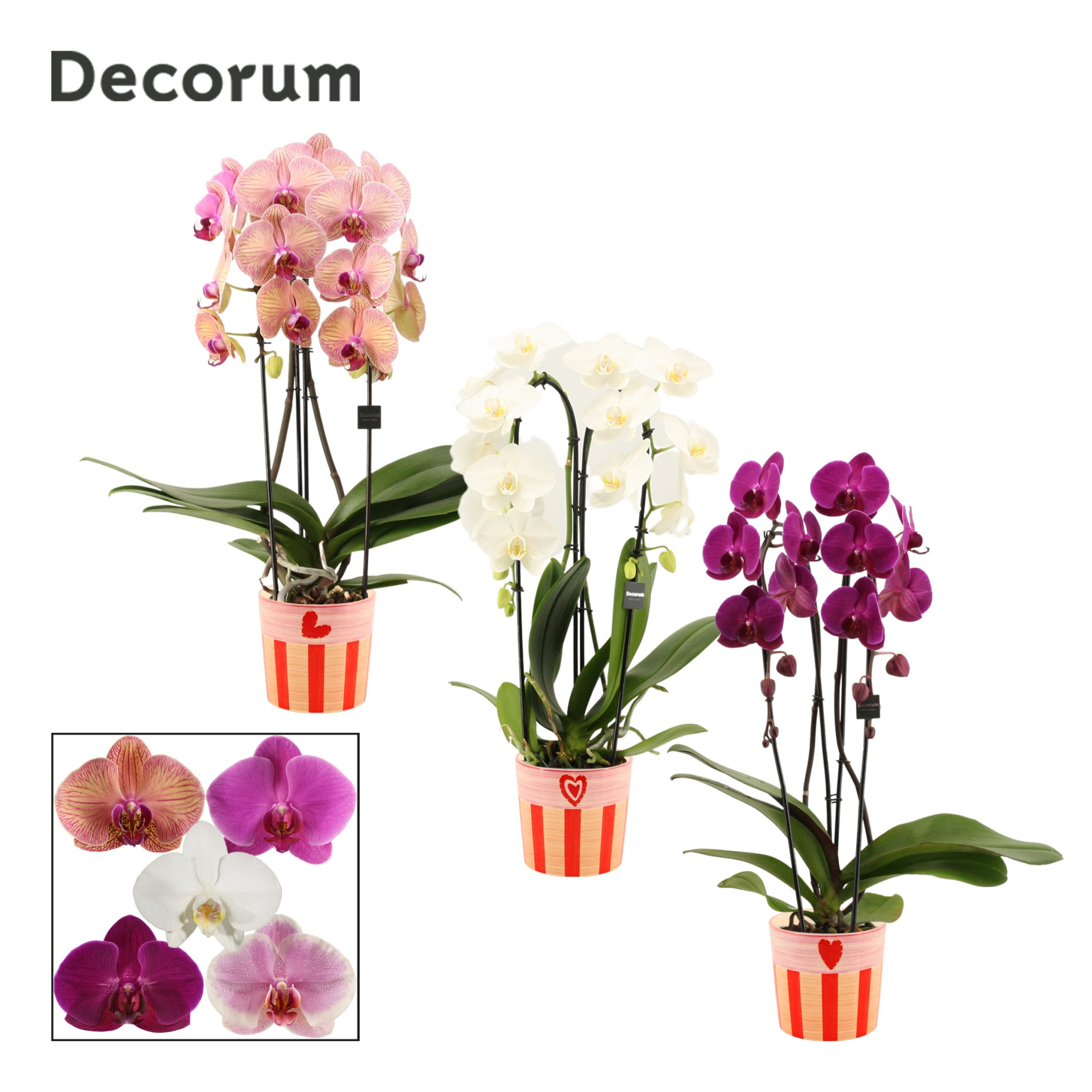 Phalaenopsis cascade 2 tak mix in Romée (Sympathetic moods-colle, D 12