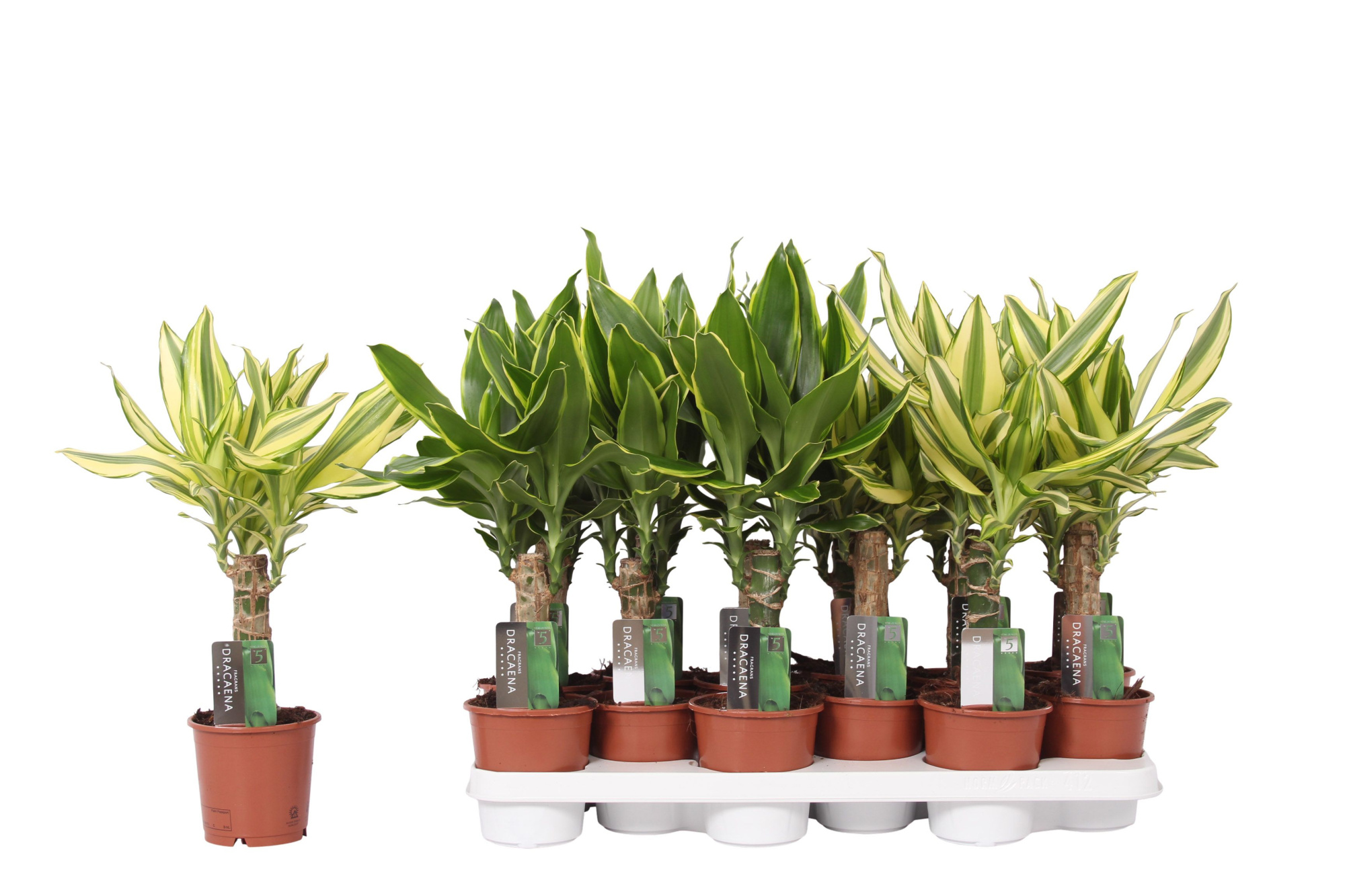 Dracaena mix Golden Coast and Yellow Coast, 11 cm pot, D 11