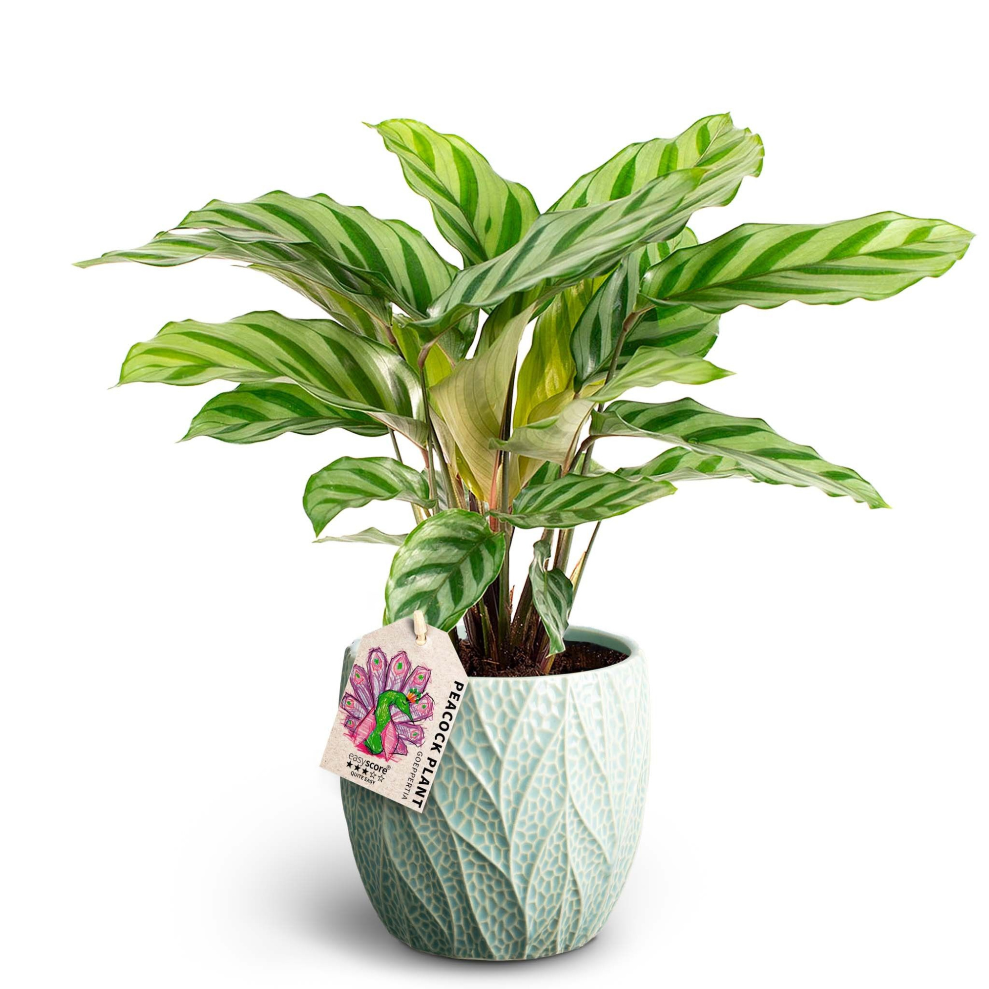Lea Ocean, Calathea Freddy, D 12