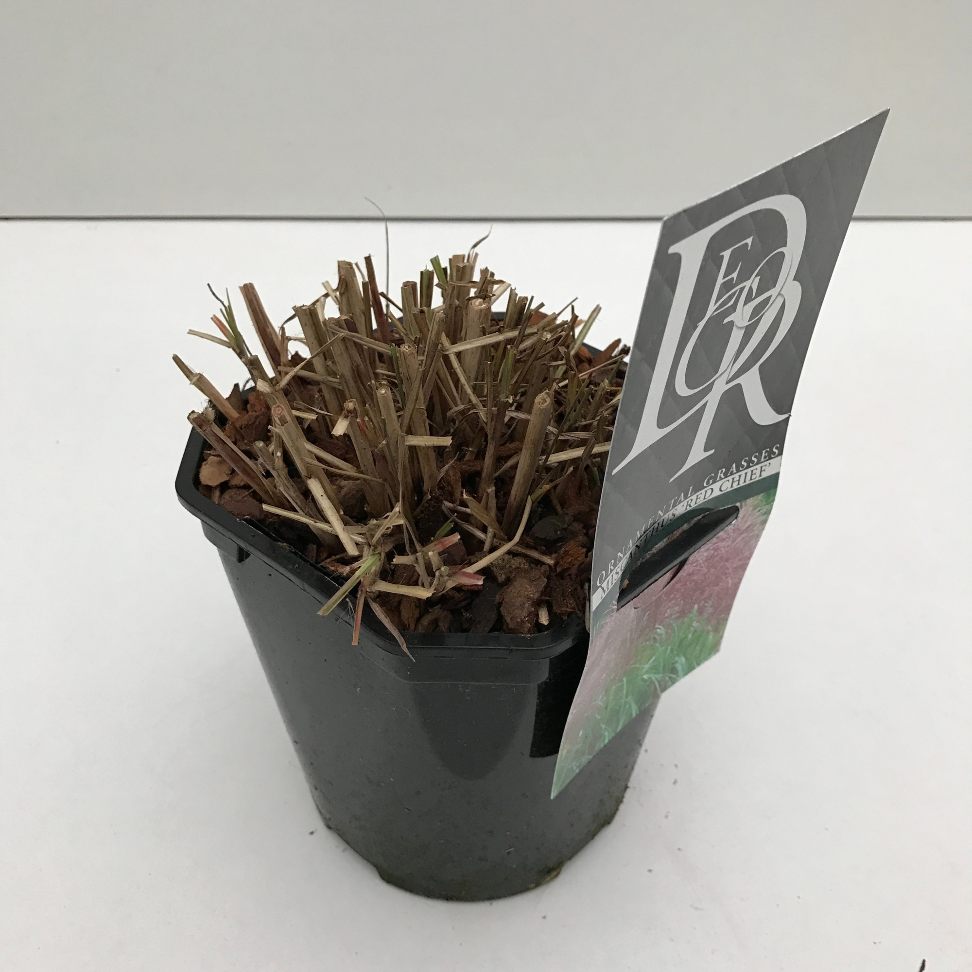 Miscanthus 'Red Chief', D 17