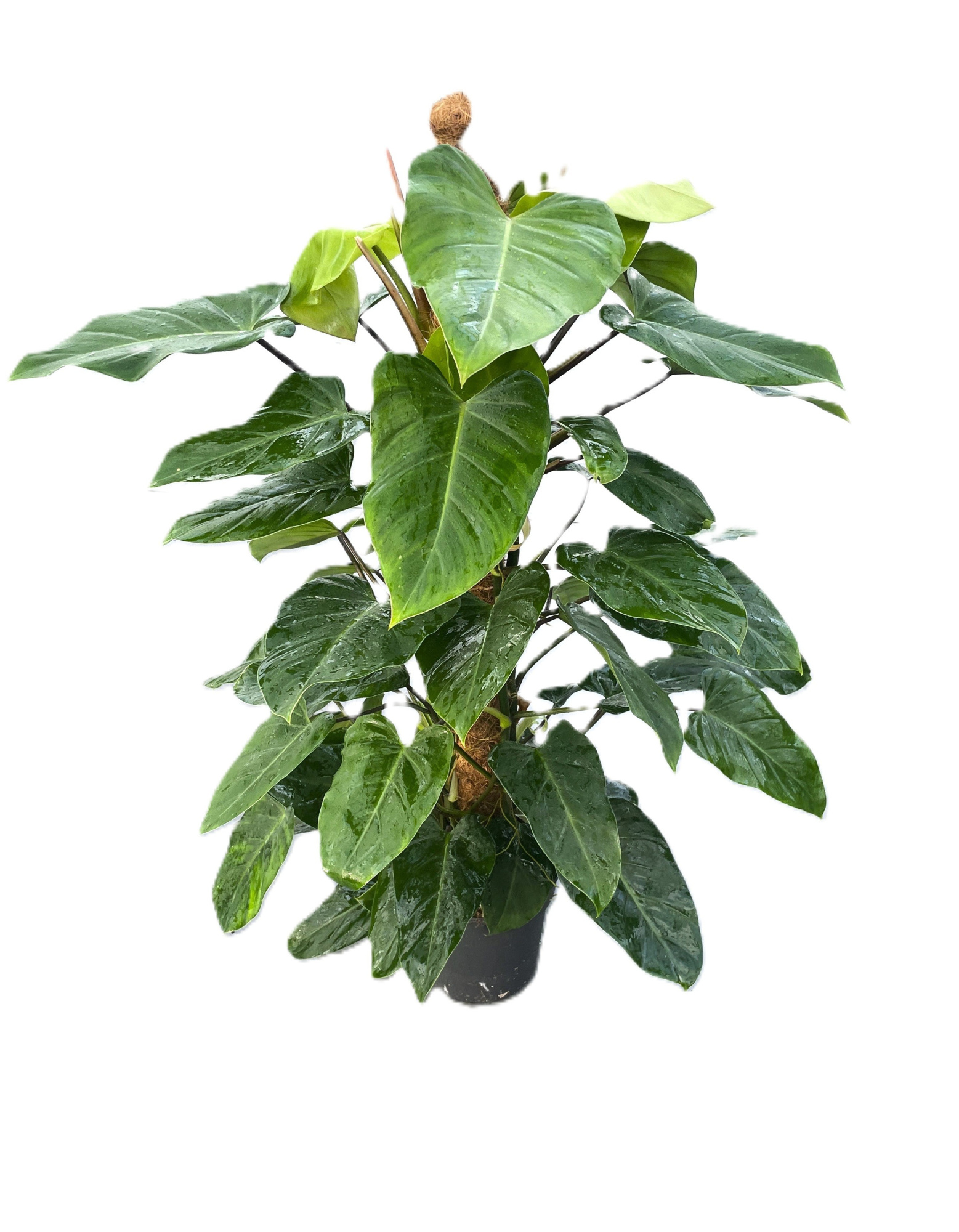 Philodendron "Emerald Queen" p24 mosstok 120cm, D 24