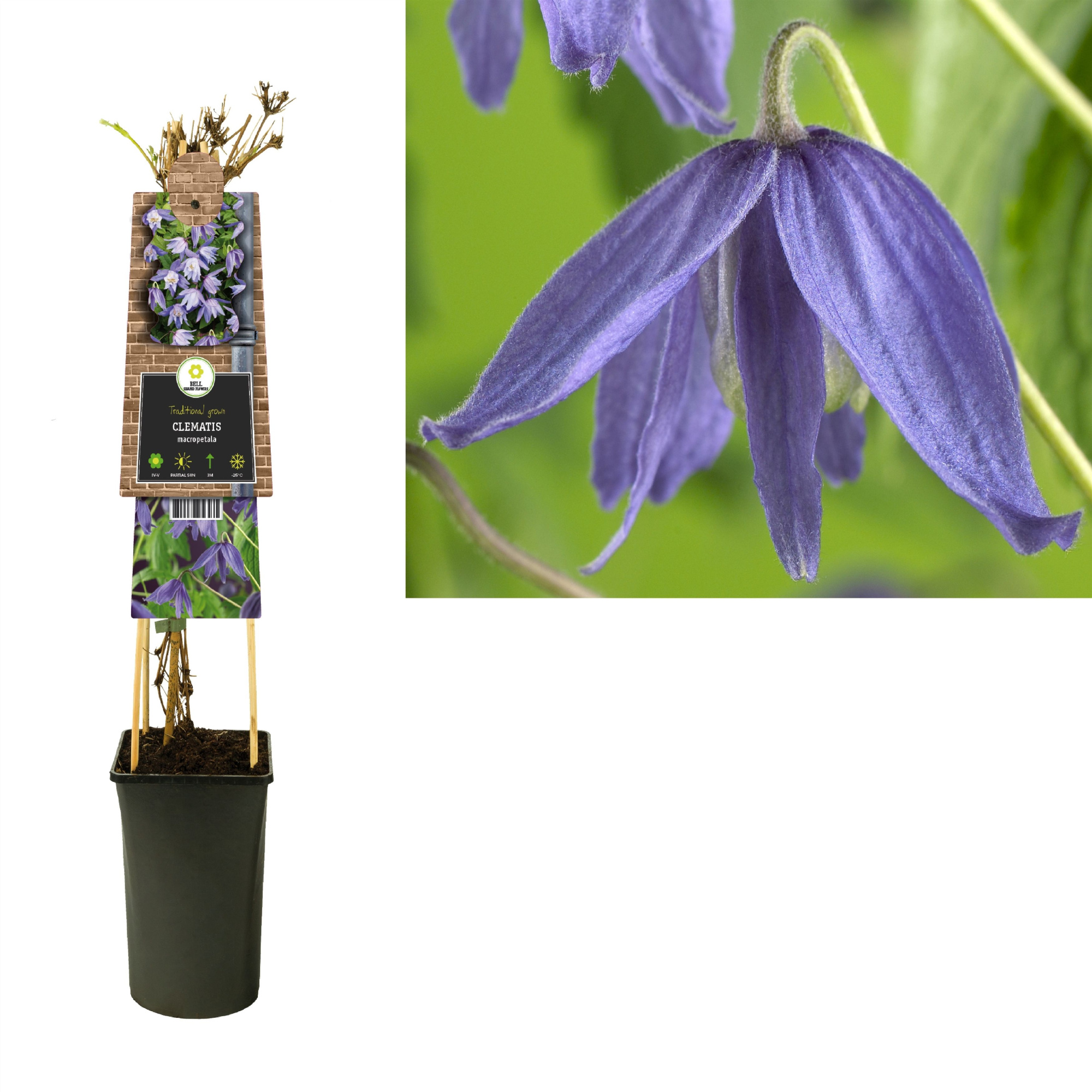 Clematis macropetala +3.0 label, D 17