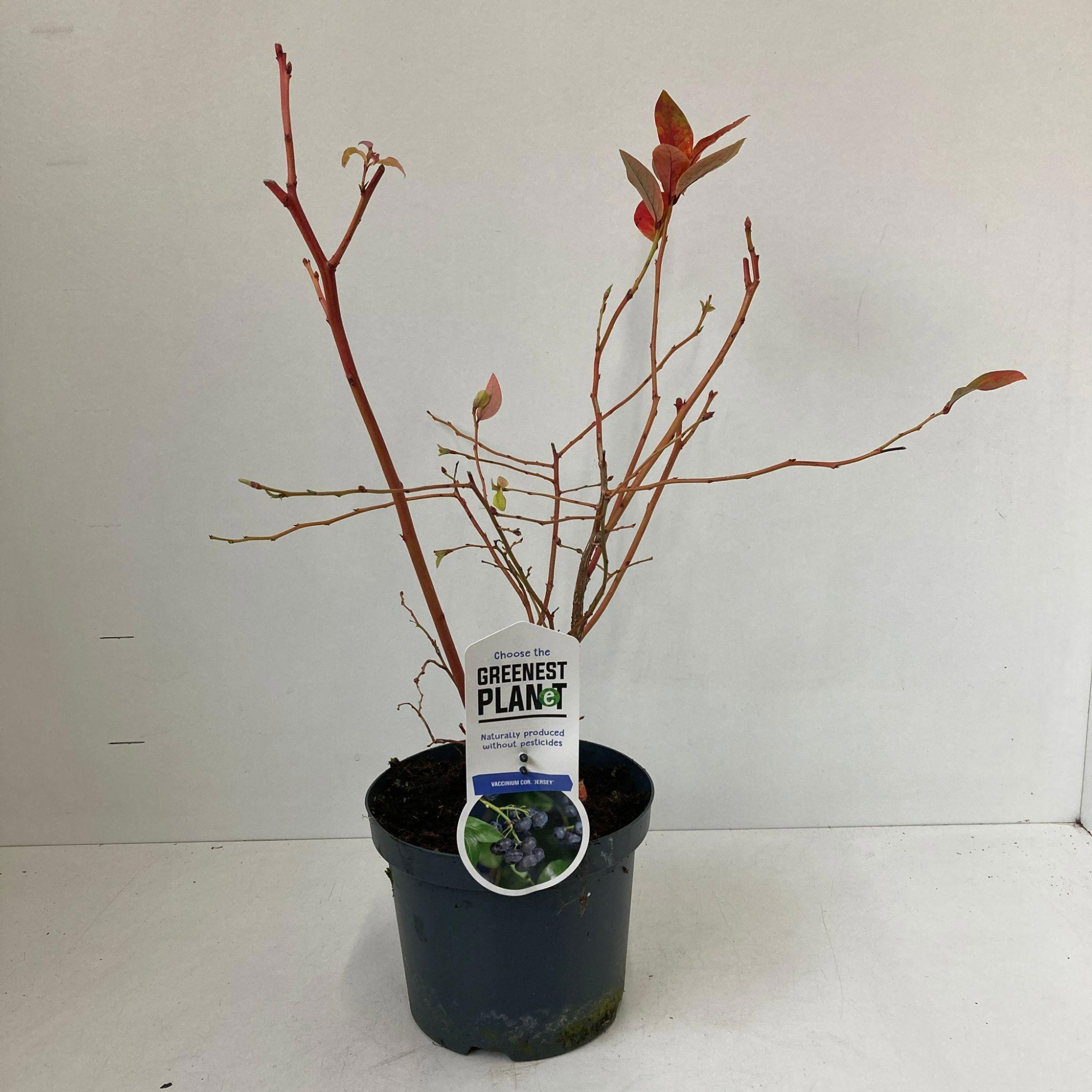 Vaccinium corymbosum 'Jersey', D 19