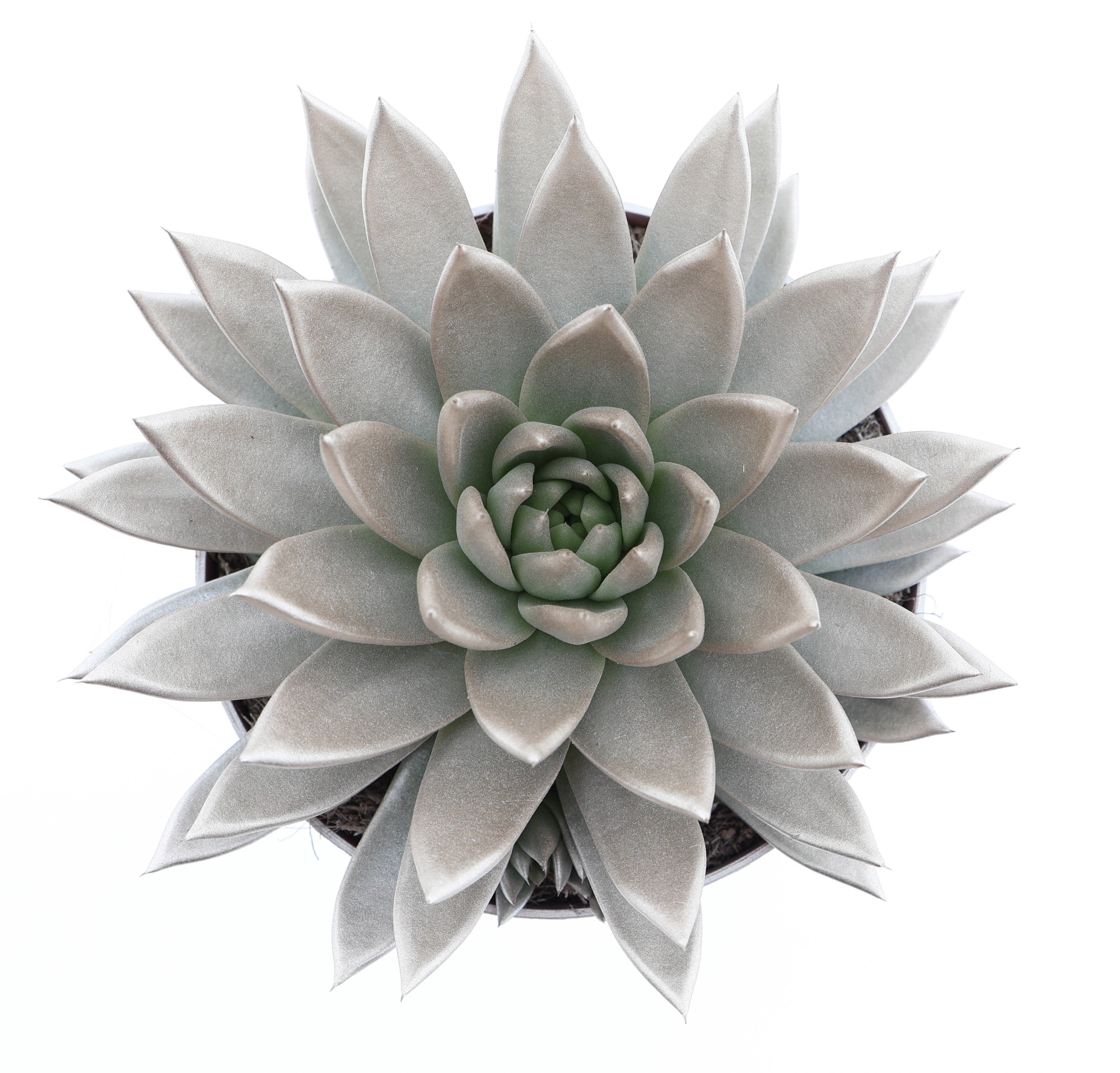 Rainbow champagne, D 17