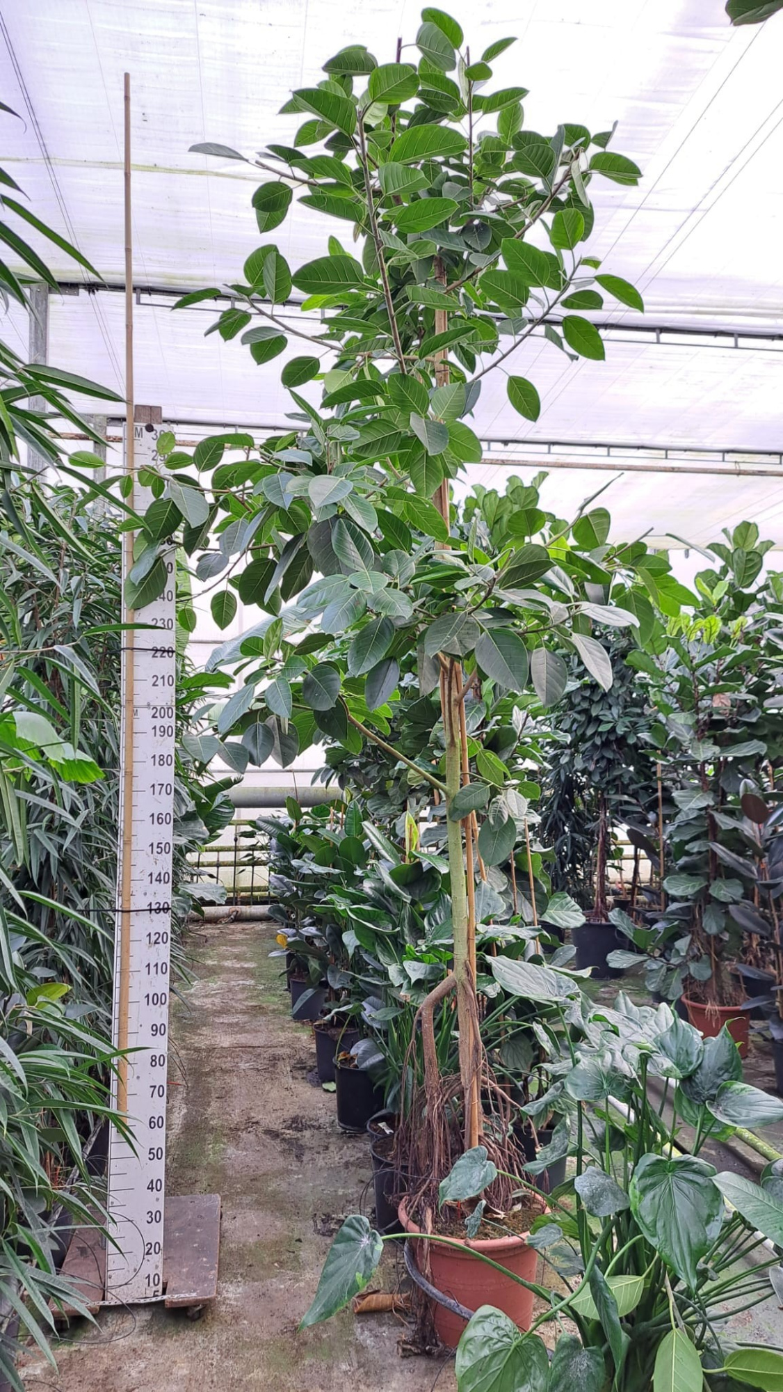 Ficus Altissima stam 1 420, D 50