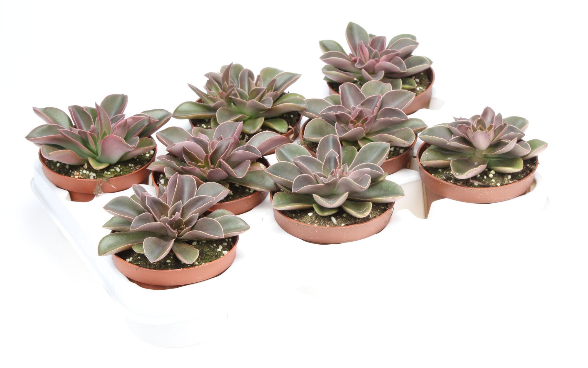 Echeveria racemosa, D 10,5
