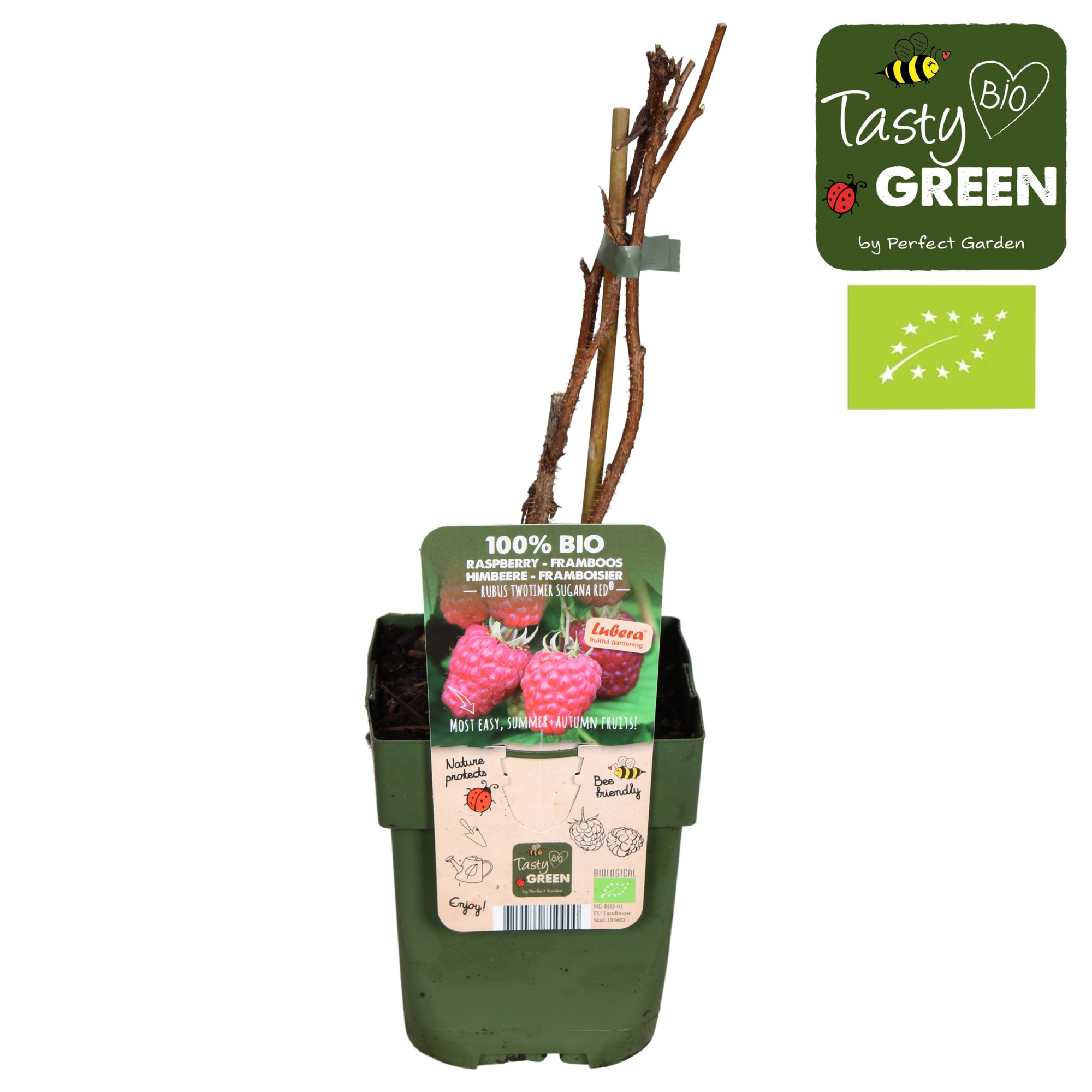 Rubus idaeus Twotimer Sugana Red® Bio P13, D 13