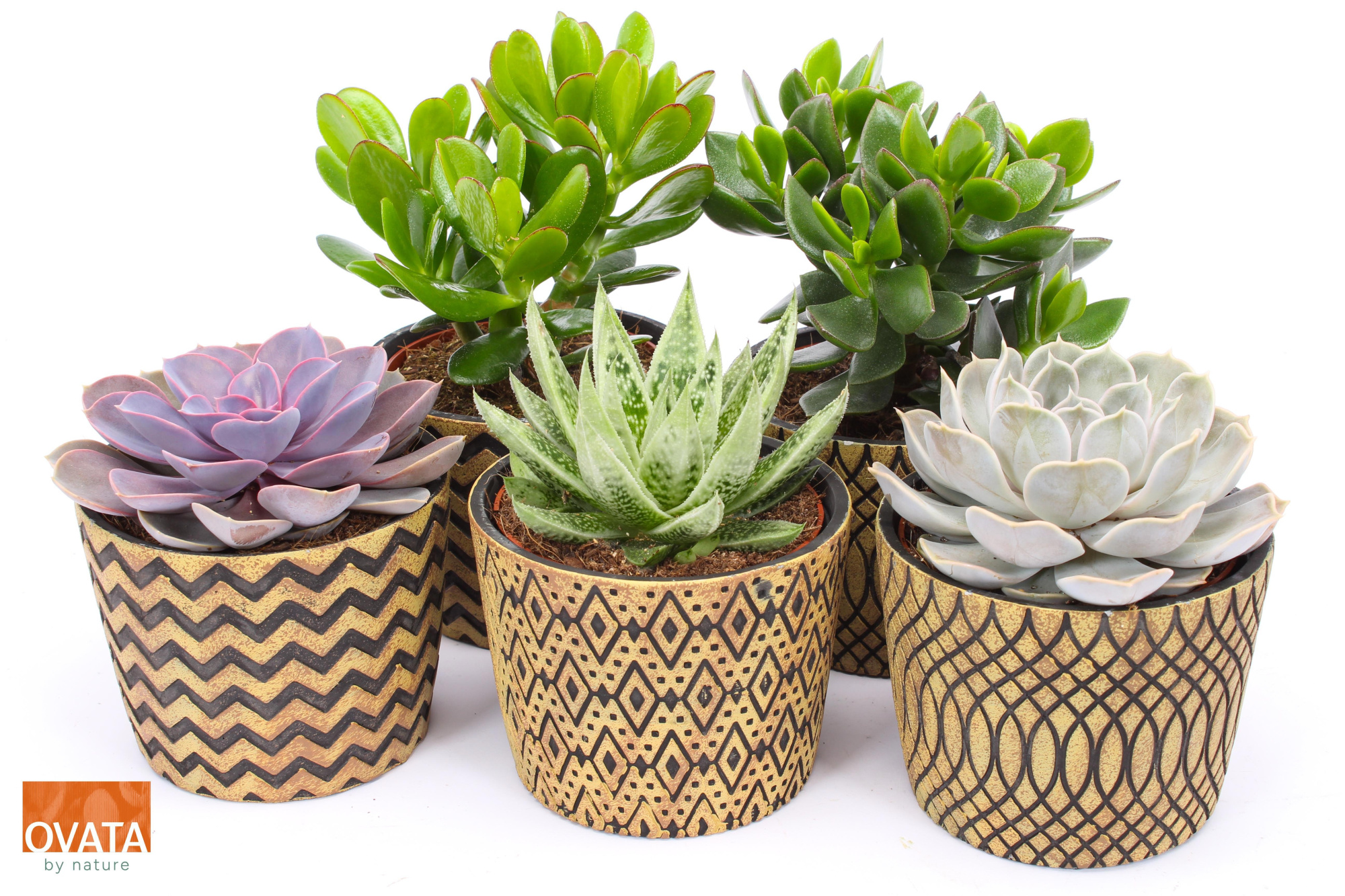 Succulent mix in Cancun 14, D 14