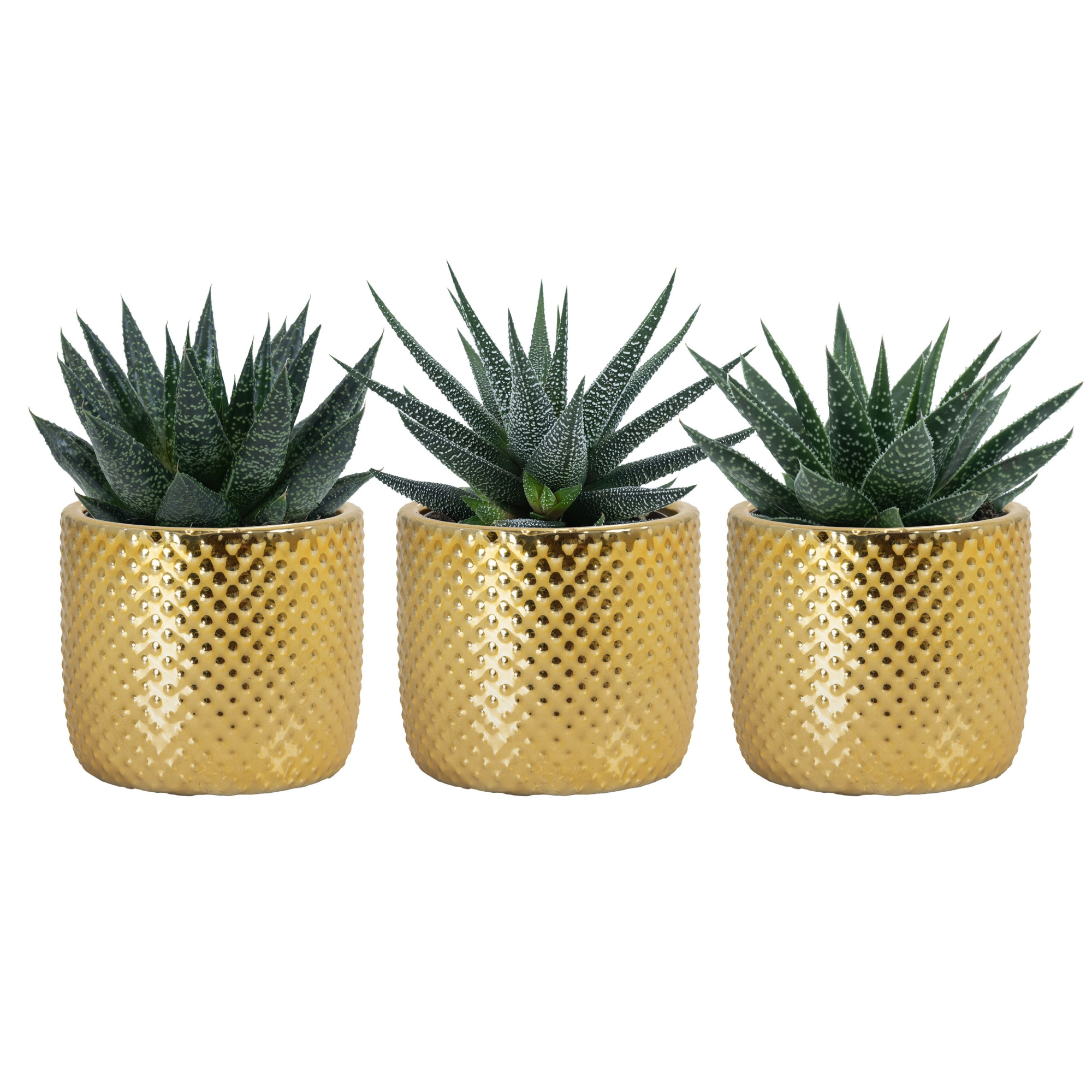 Darwin elec. Gold with Succulent mix, D 6