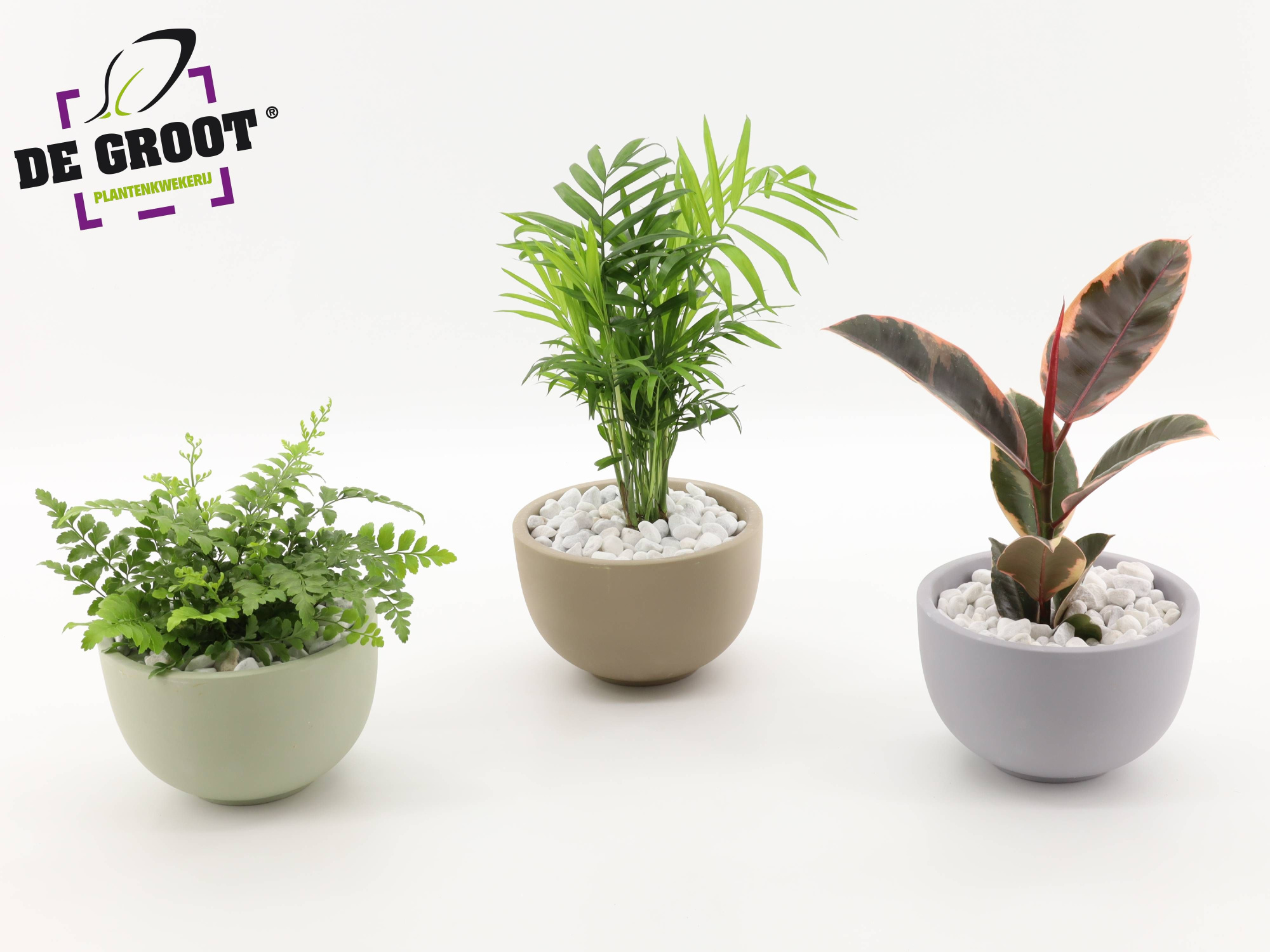 Arrangement gemengd in schaal, D 19