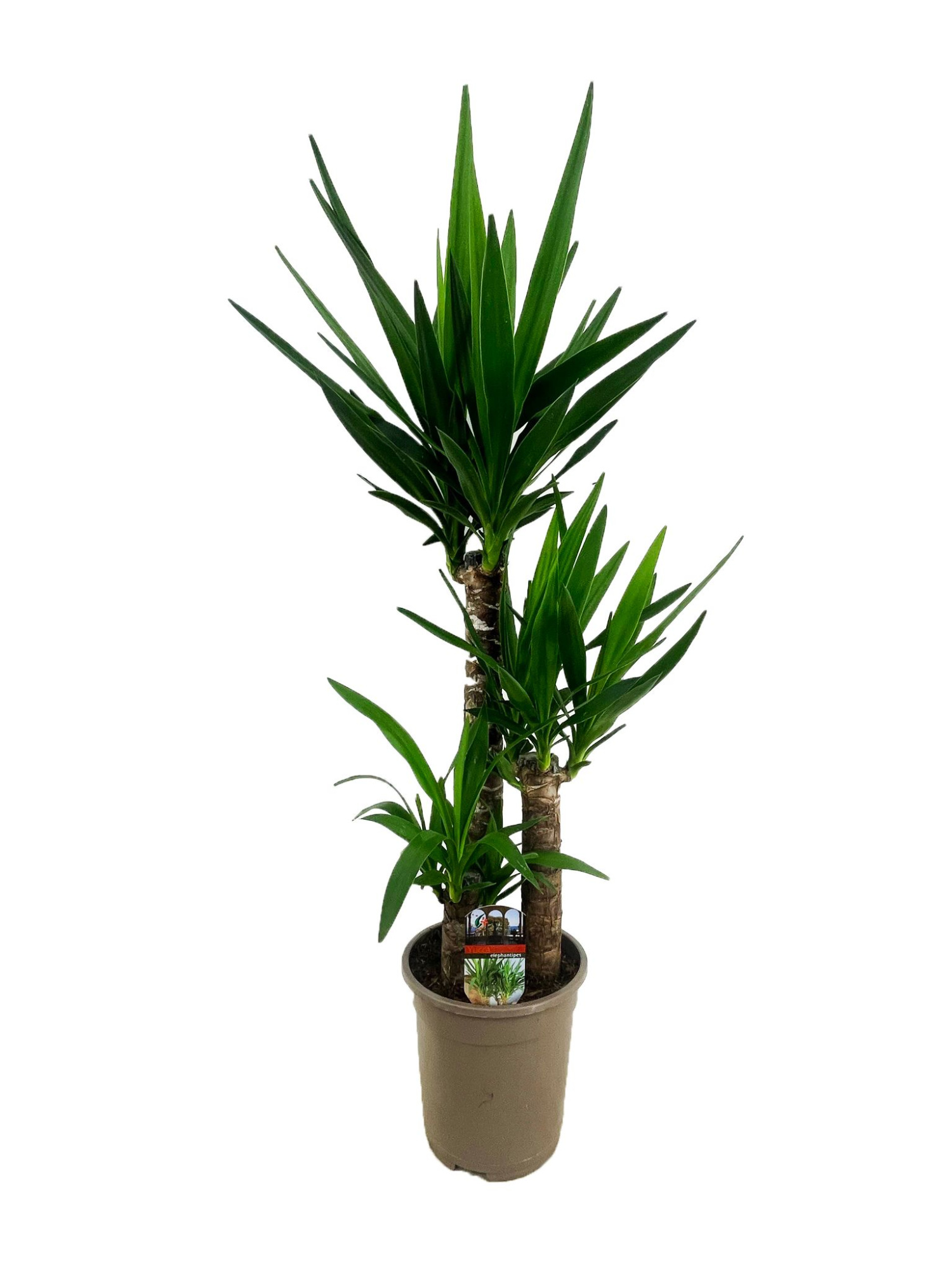 Yucca elephantipes 60-35-20, D 21