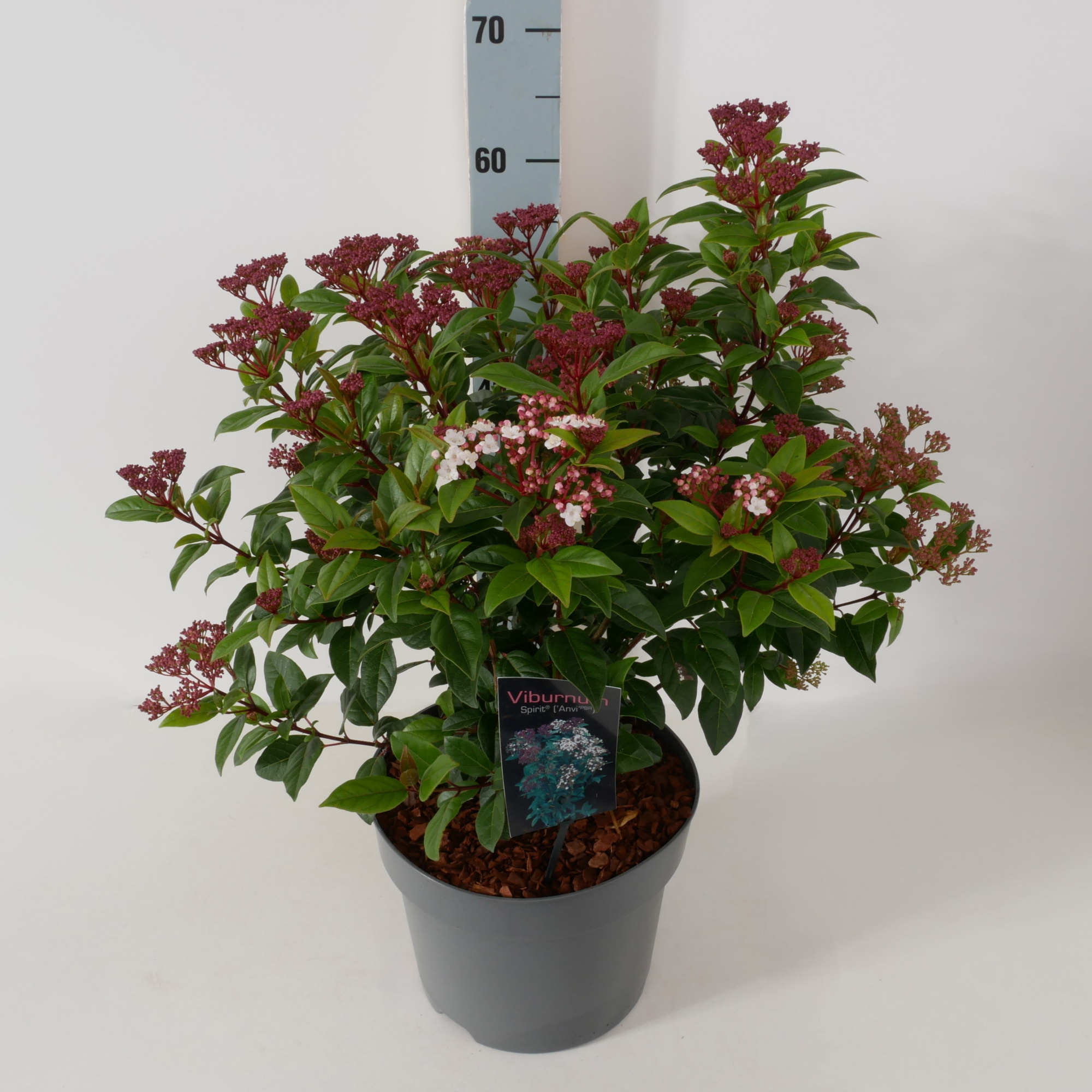 Viburnum tinus 'Spirit' P26, D 26