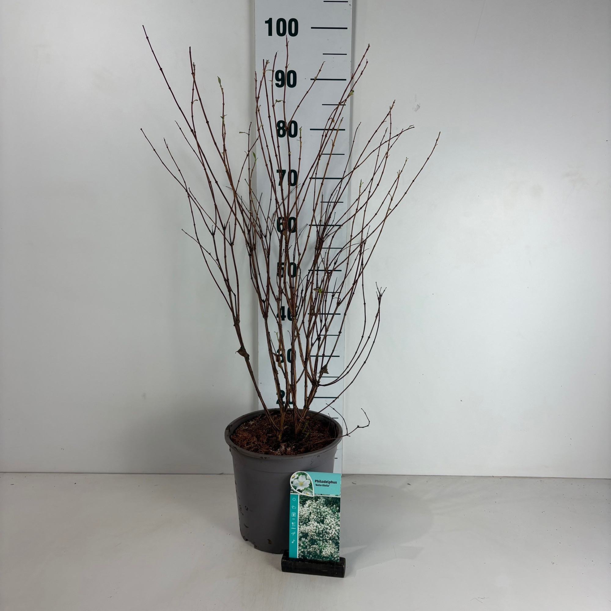 Philadelphus 'Belle Etoile', D 24