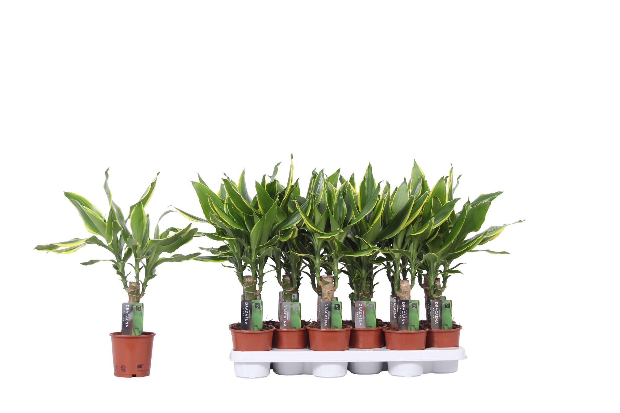 Dracaena Golden Coast, 11 cm pot, D 11