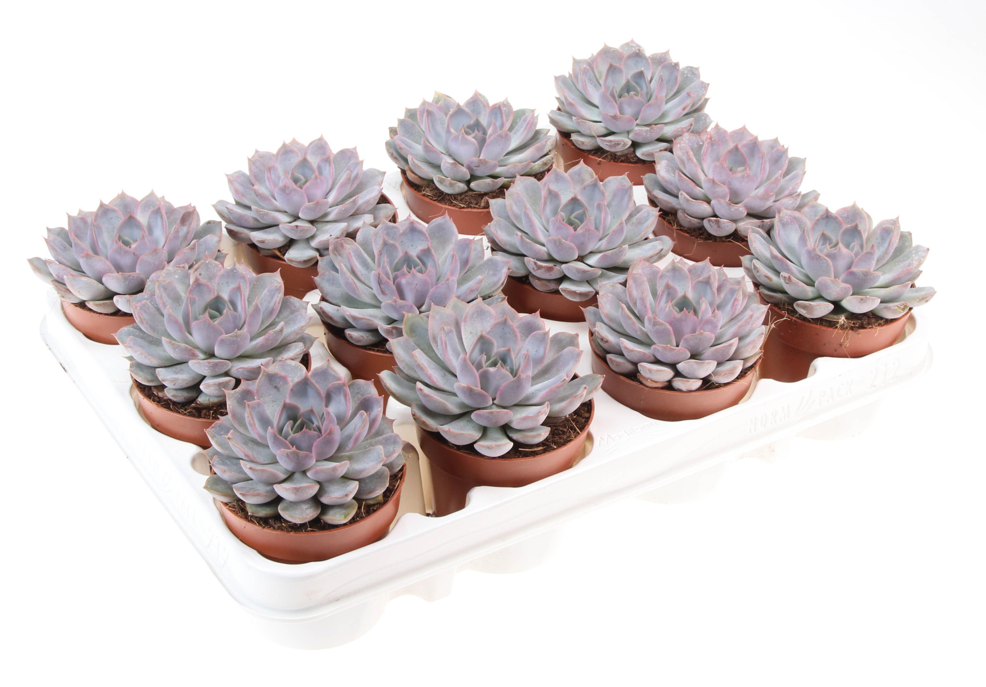 Echeveria Summer, D 8,5