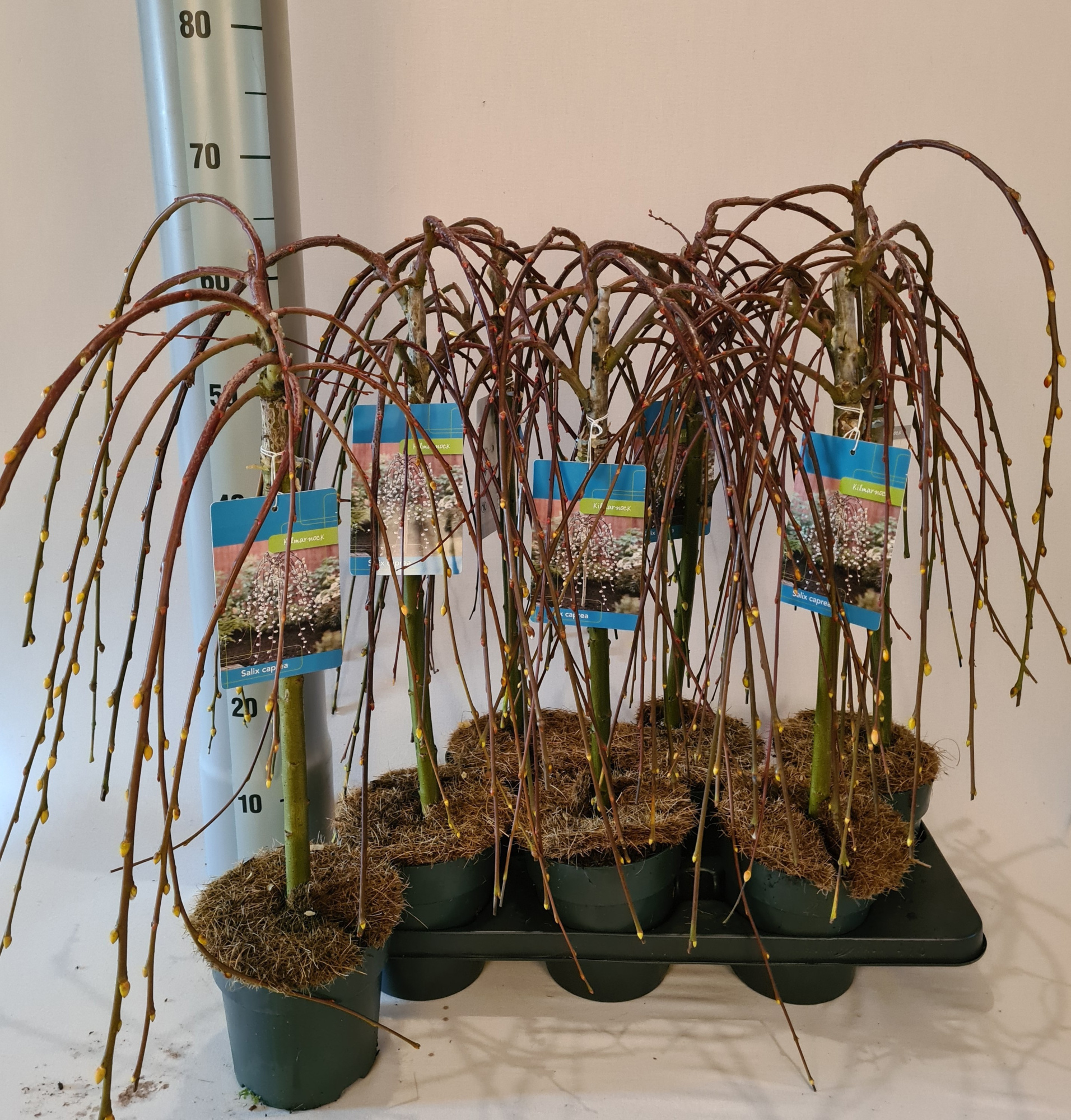 Salix caprea 'Kilmarnock', D 15