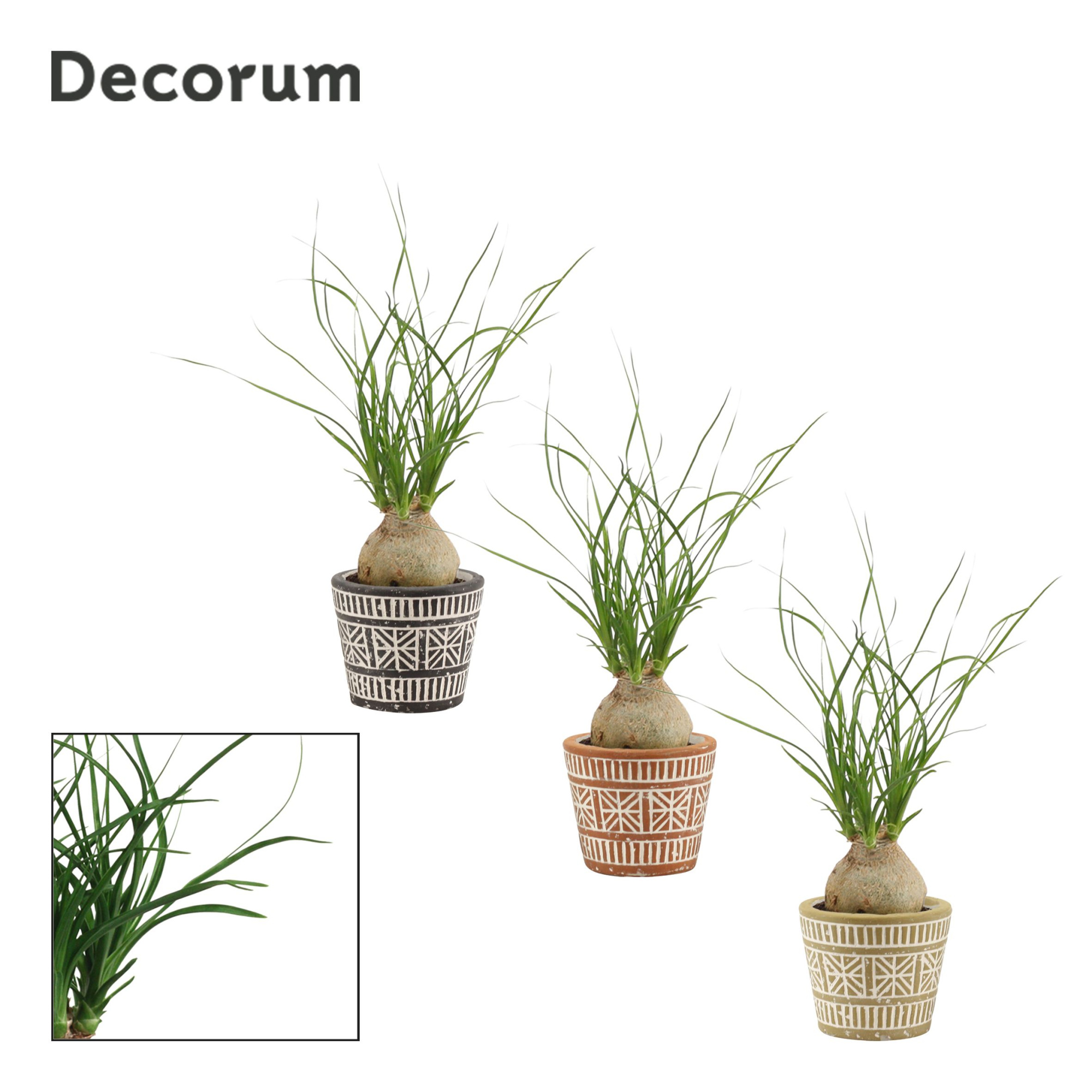 Beaucarnea Bol 6 cm in Claire (Neo Architect-collection), D 6