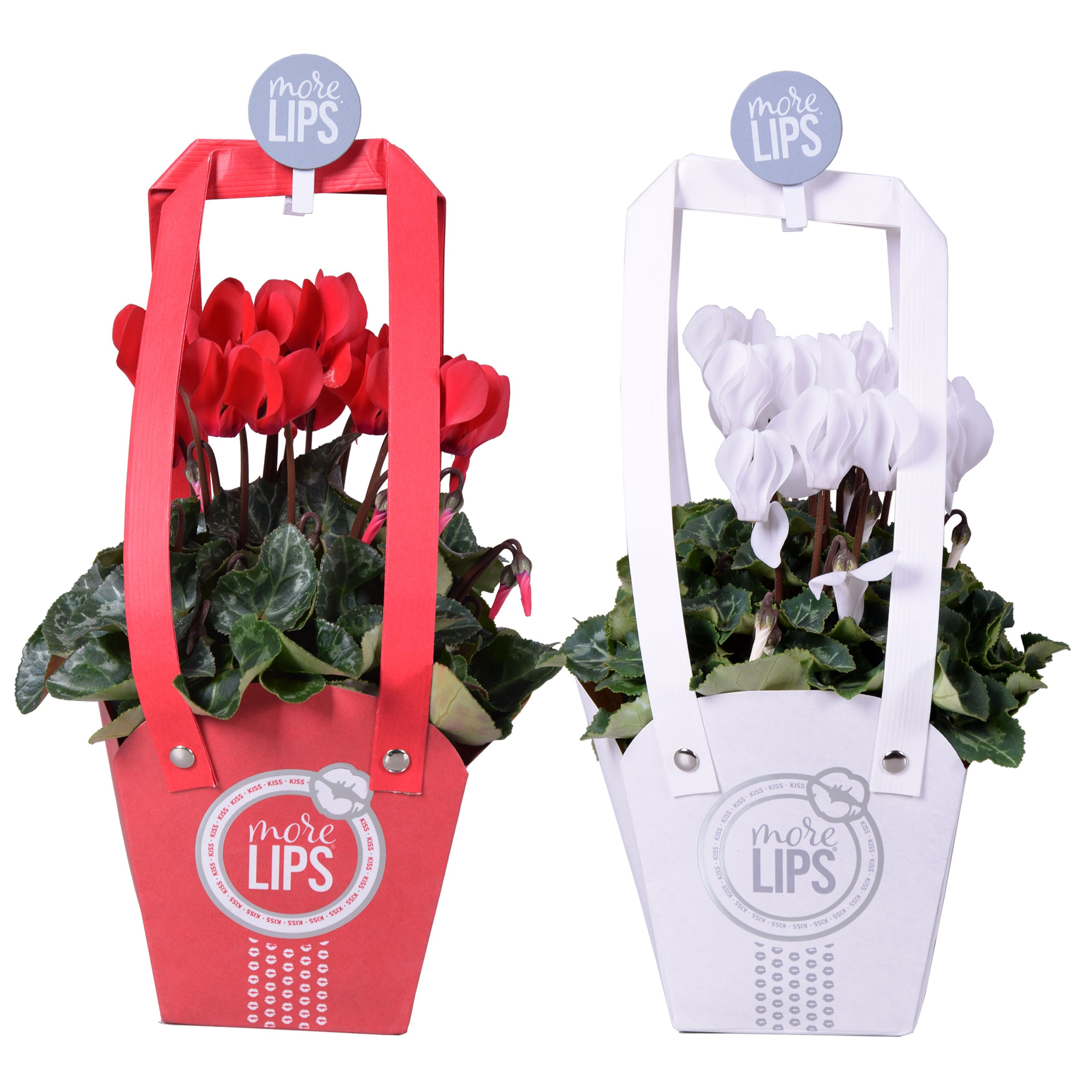 MoreLIPS® Cyclaam mini Rood/Wit Tasje/ knijper, D 12