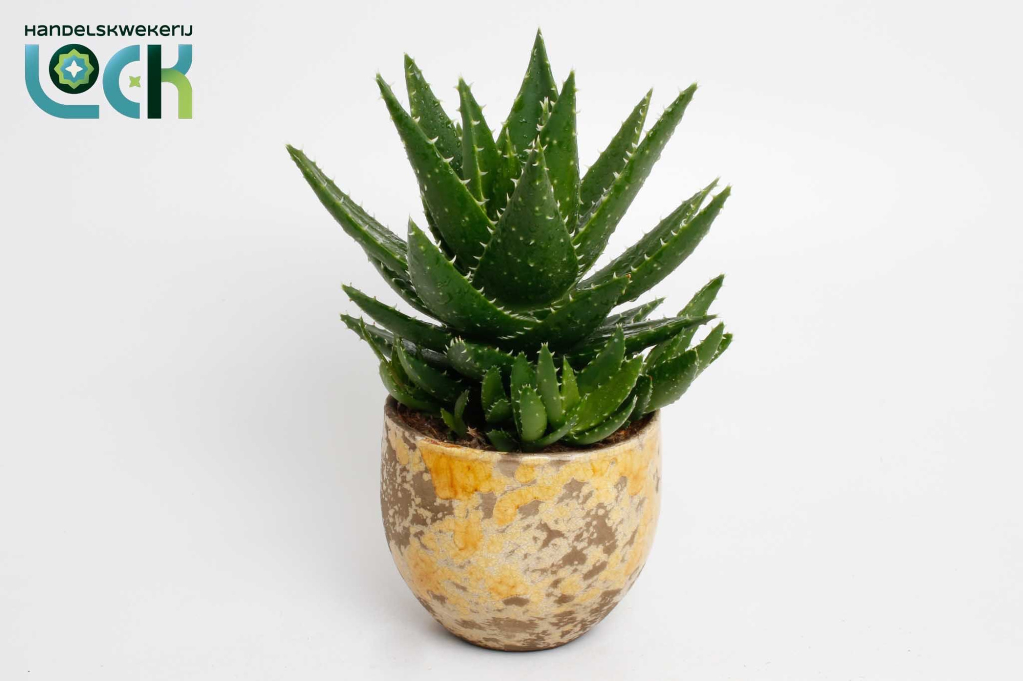 Aloë Mitriformis in gele luuk pot, D 12