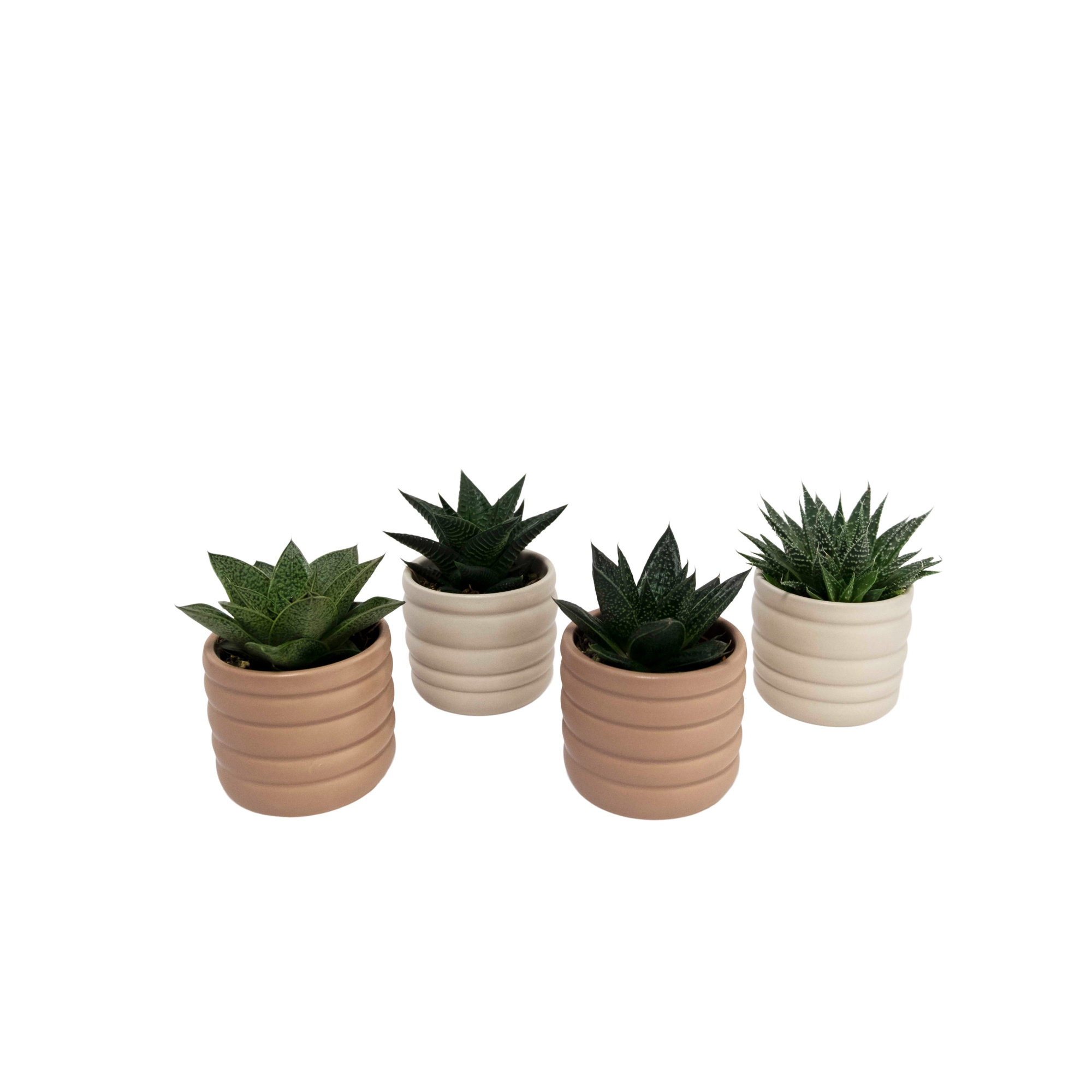 Stream with Succulent mix, D 6