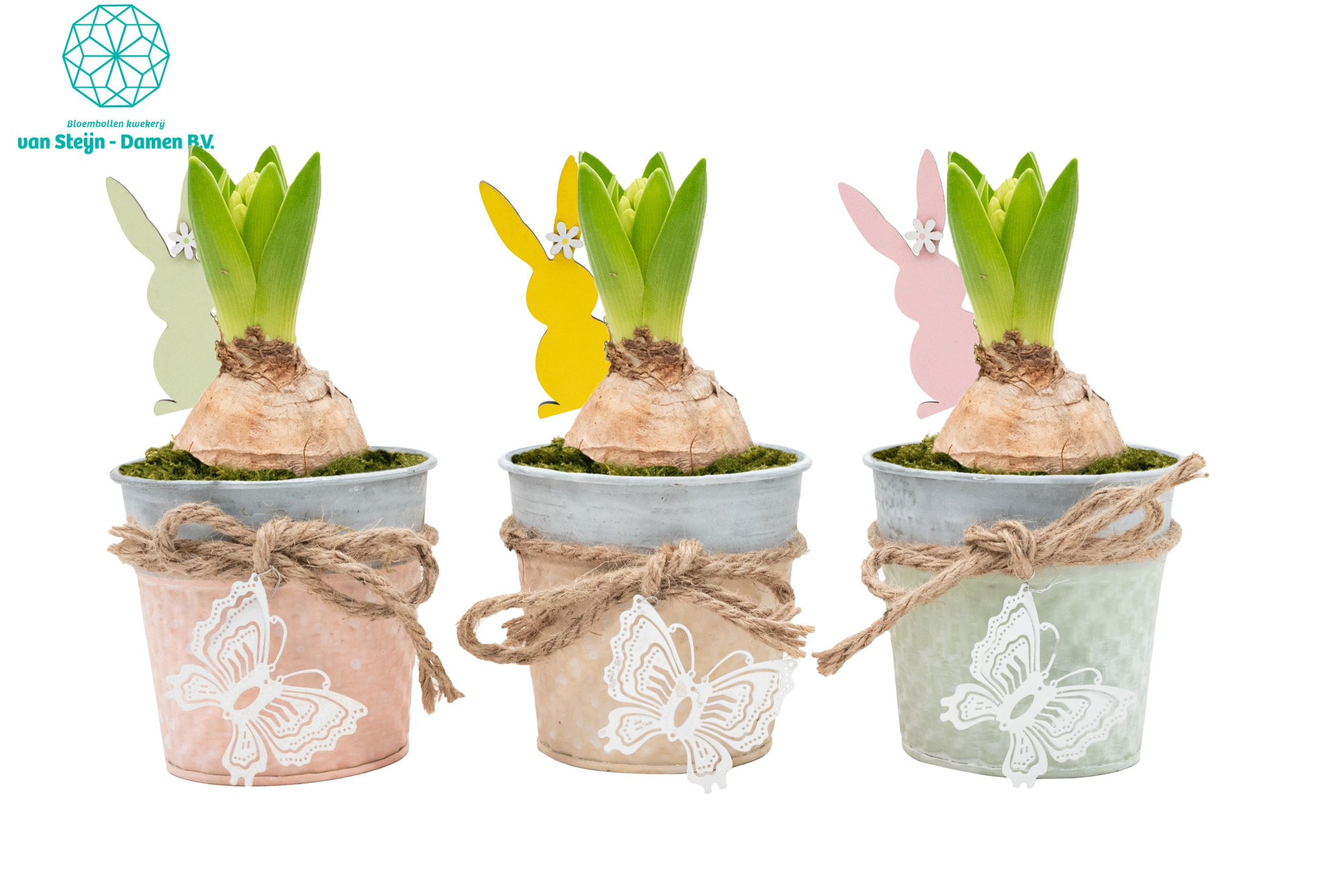 Hyacinthus 'Bucket Butterfly' (Without Moss), D 10