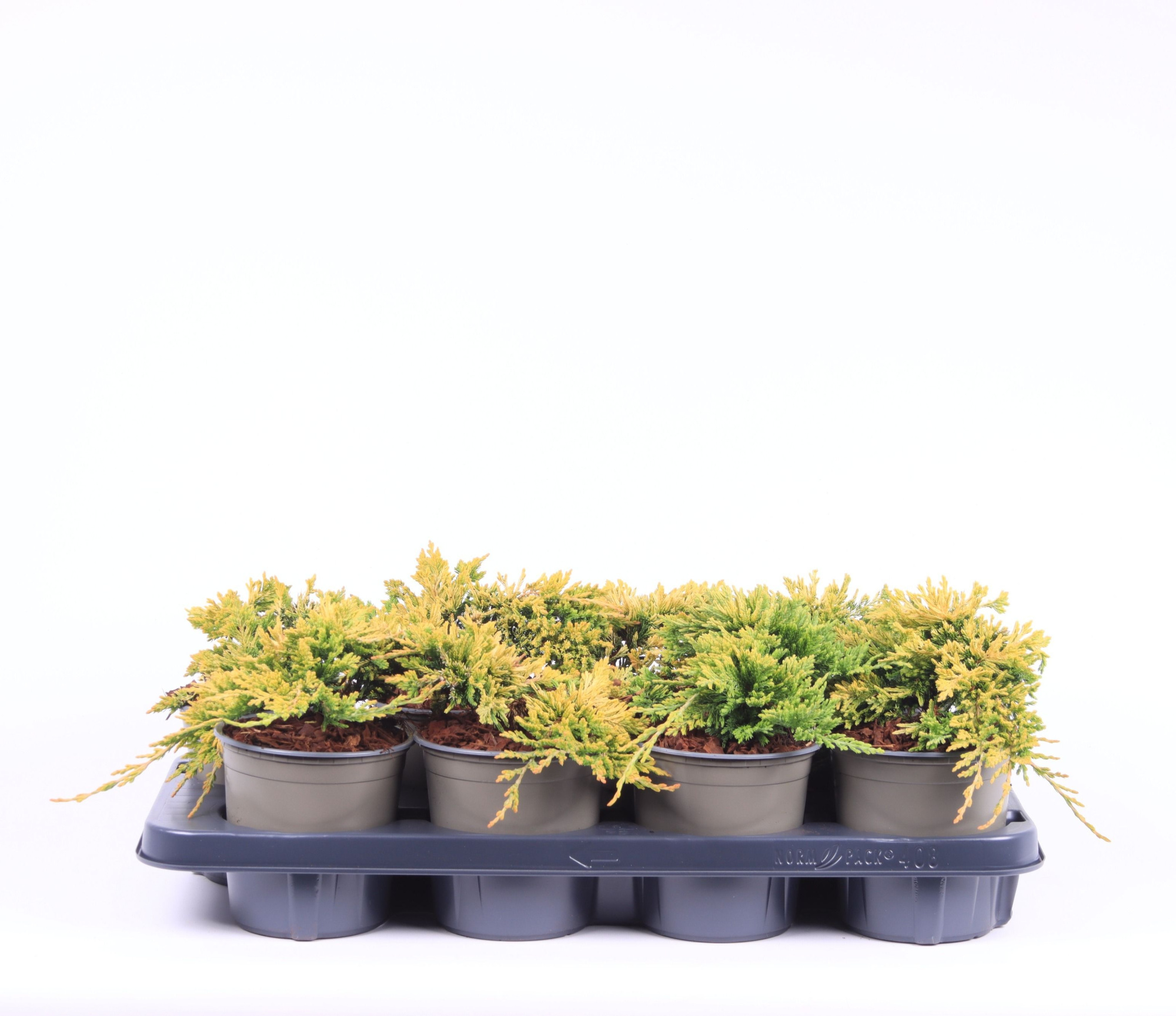 Juniperus horiz. 'Golden Carpet', D 13