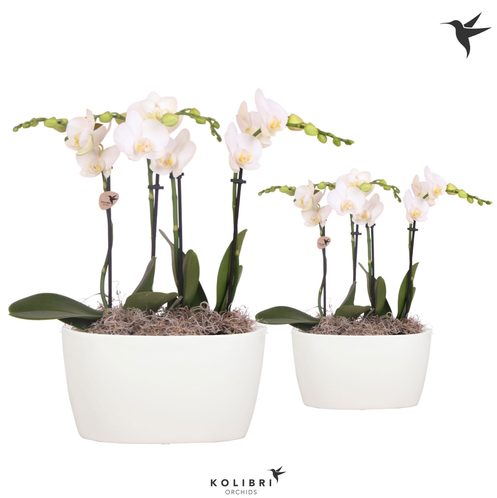 Kolibri Orchids Phalaenopsis white 4 spike in Oval Twins white, D 18