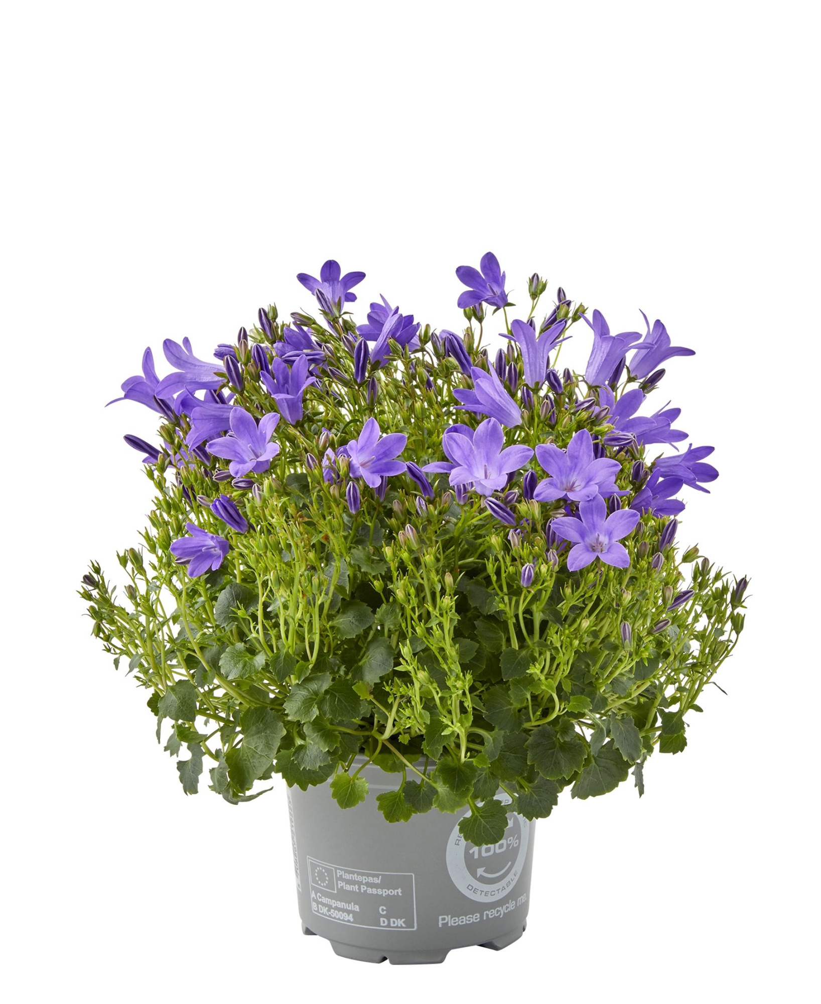Campanula port. 'BlueOne' 1-15 open bloemen, D 10,5