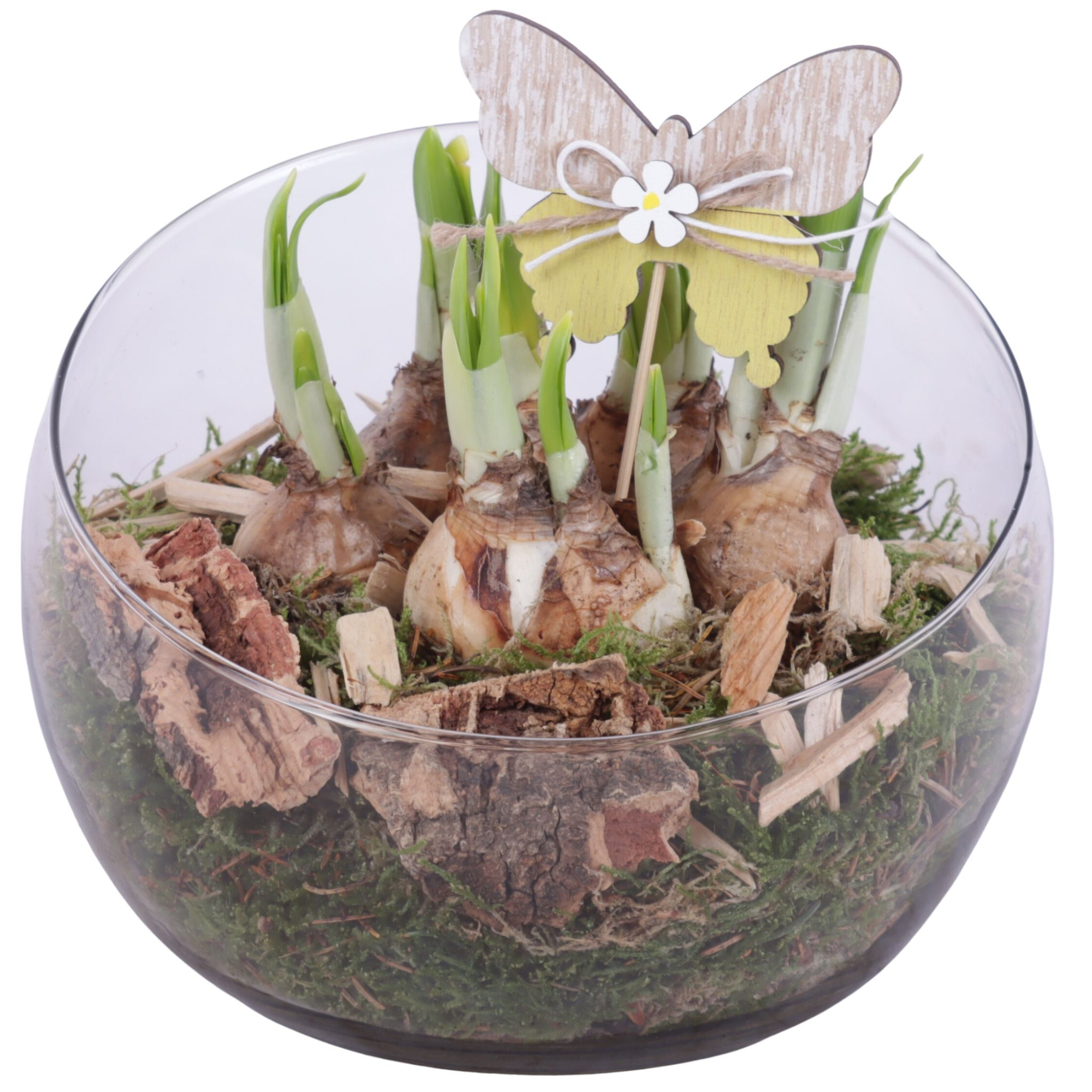 Bulbs Arr. Narcis Glass Bowl Vase Ø20cm, D 20