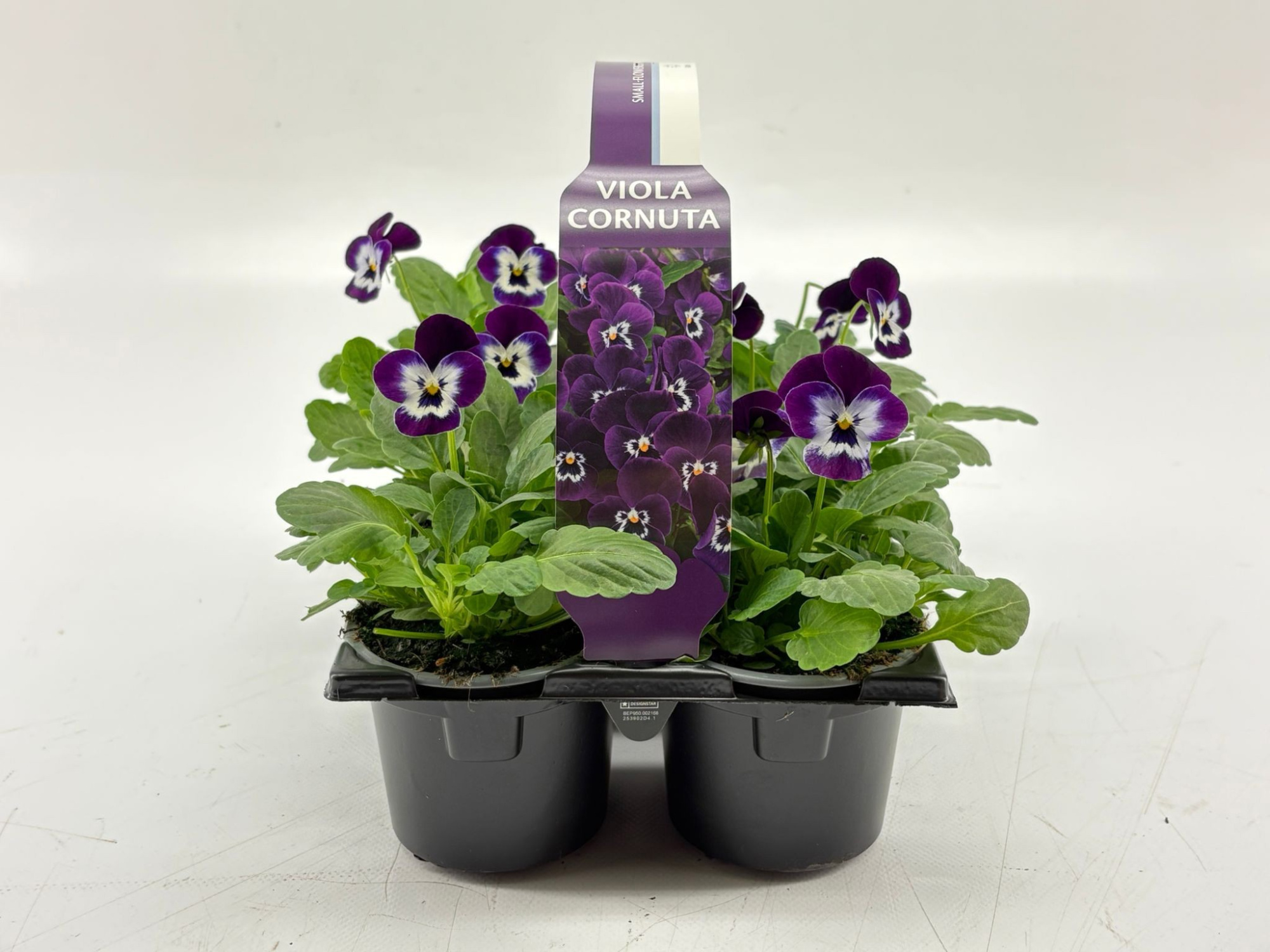 Sixpack Viola Cornuta Violet Face, D 9