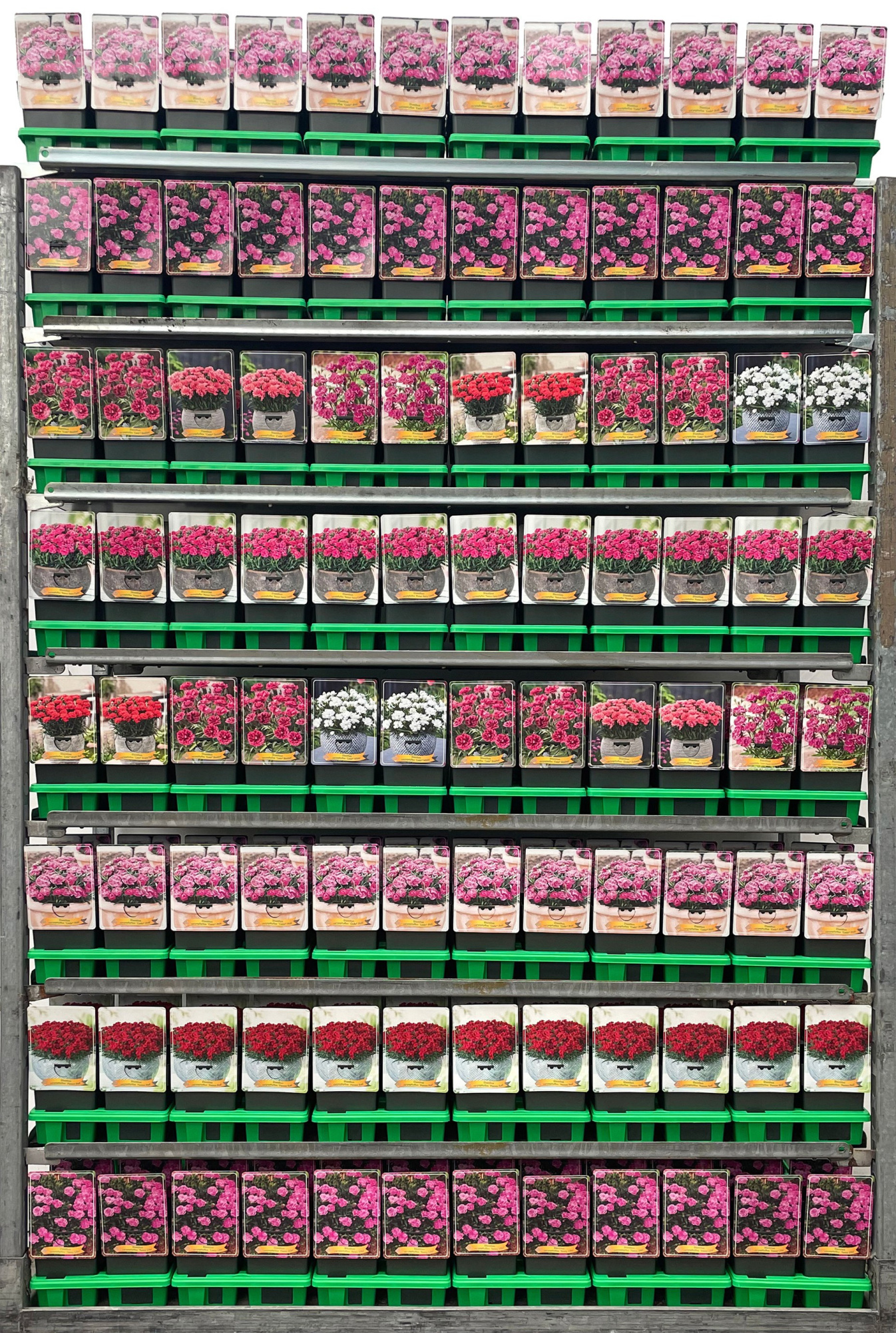 Dianthus Mix CC P11, D 11