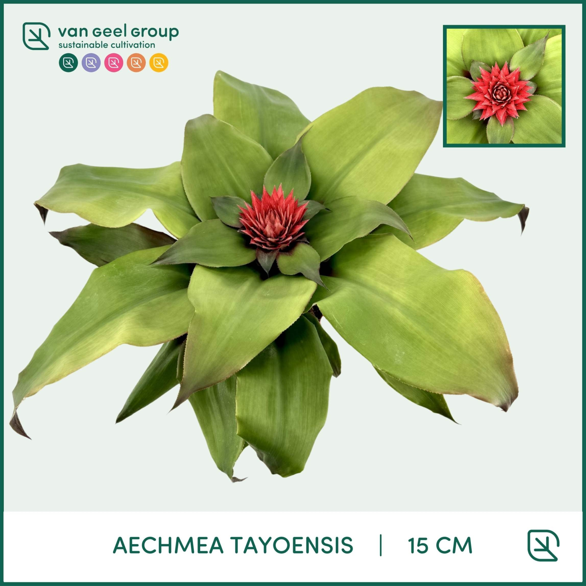 Aechmea Tayoensis, D 15